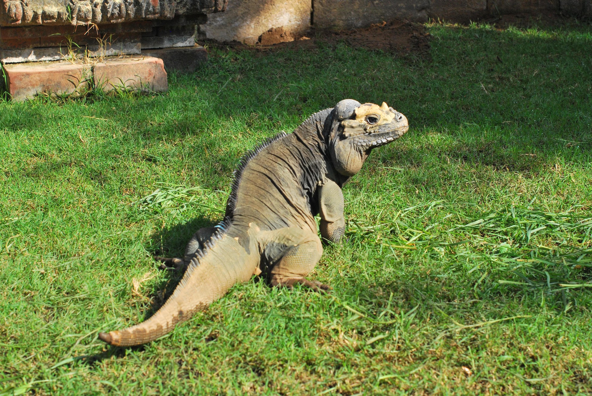 IGUANA RINOCERONTE2