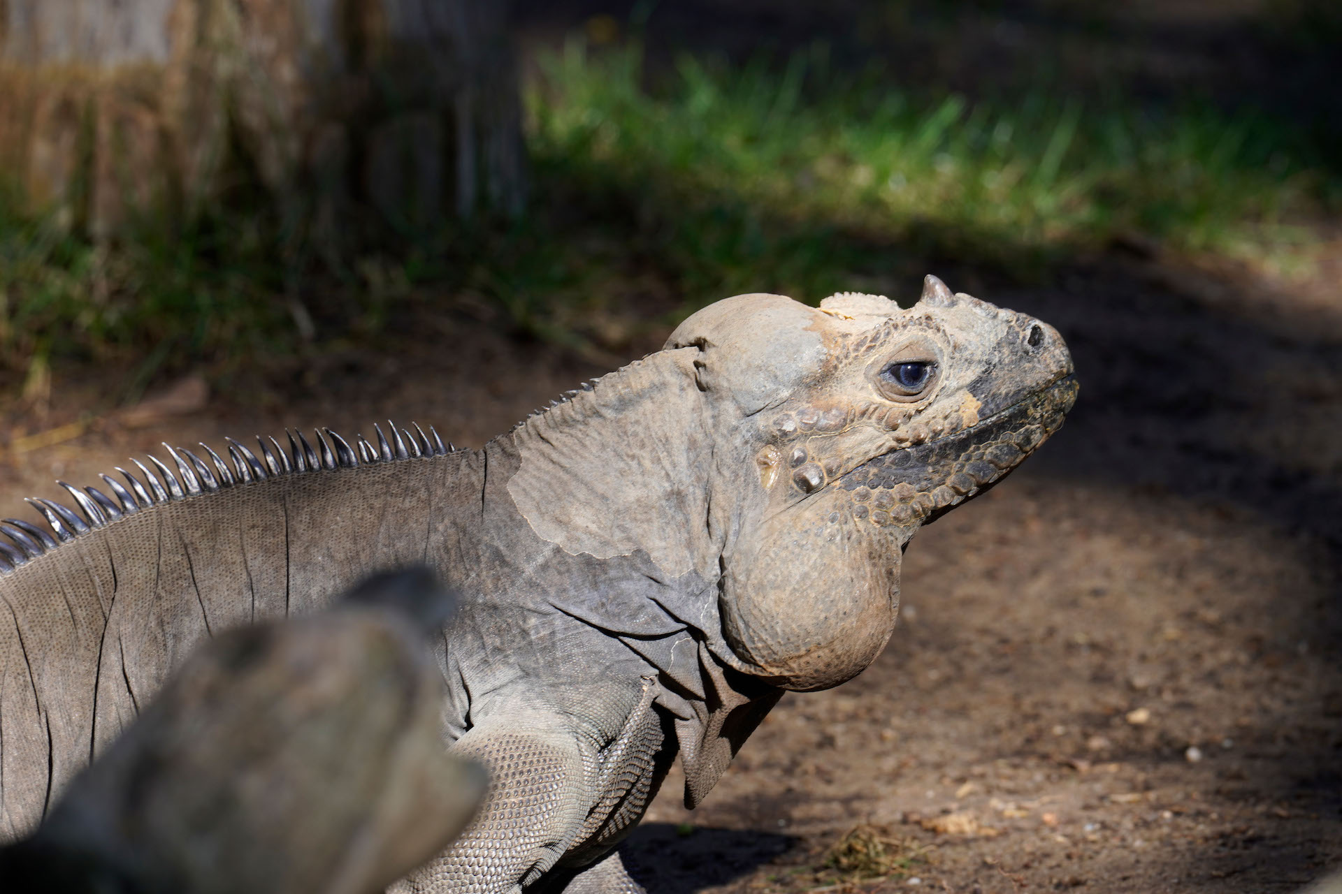 IGUANA RINOCERONTE3