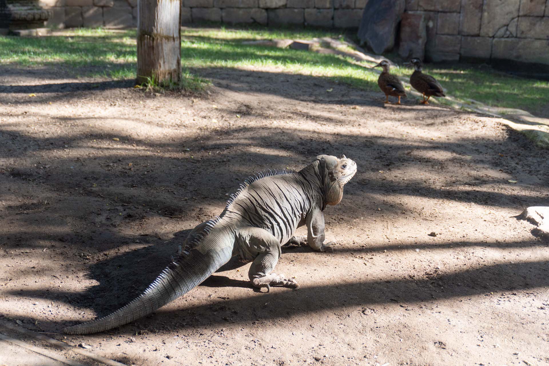 IGUANA RINOCERONTE4