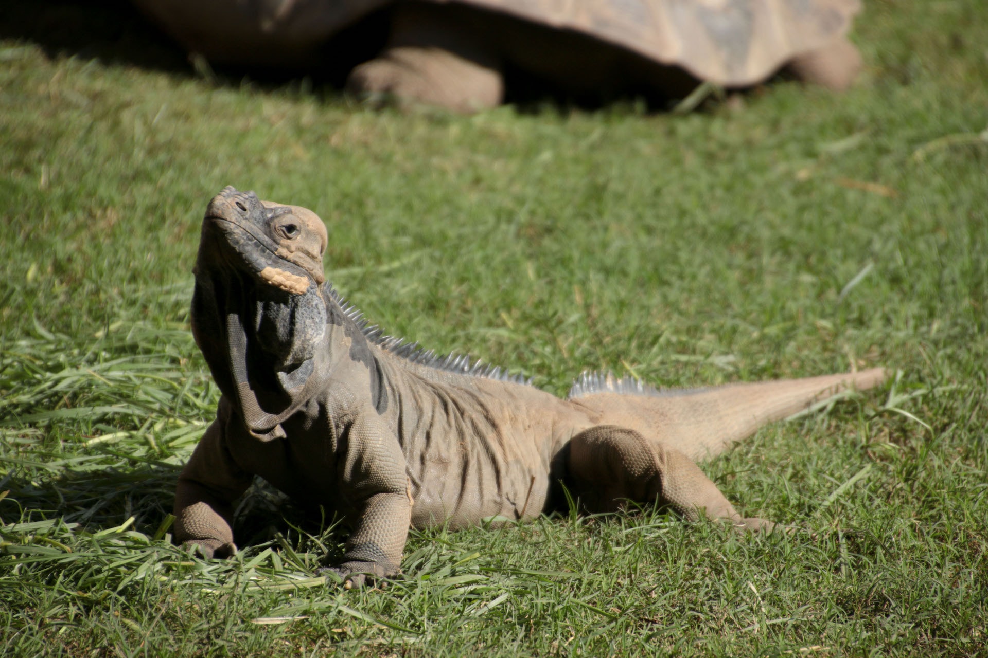 IGUANA RINOCERONTE5