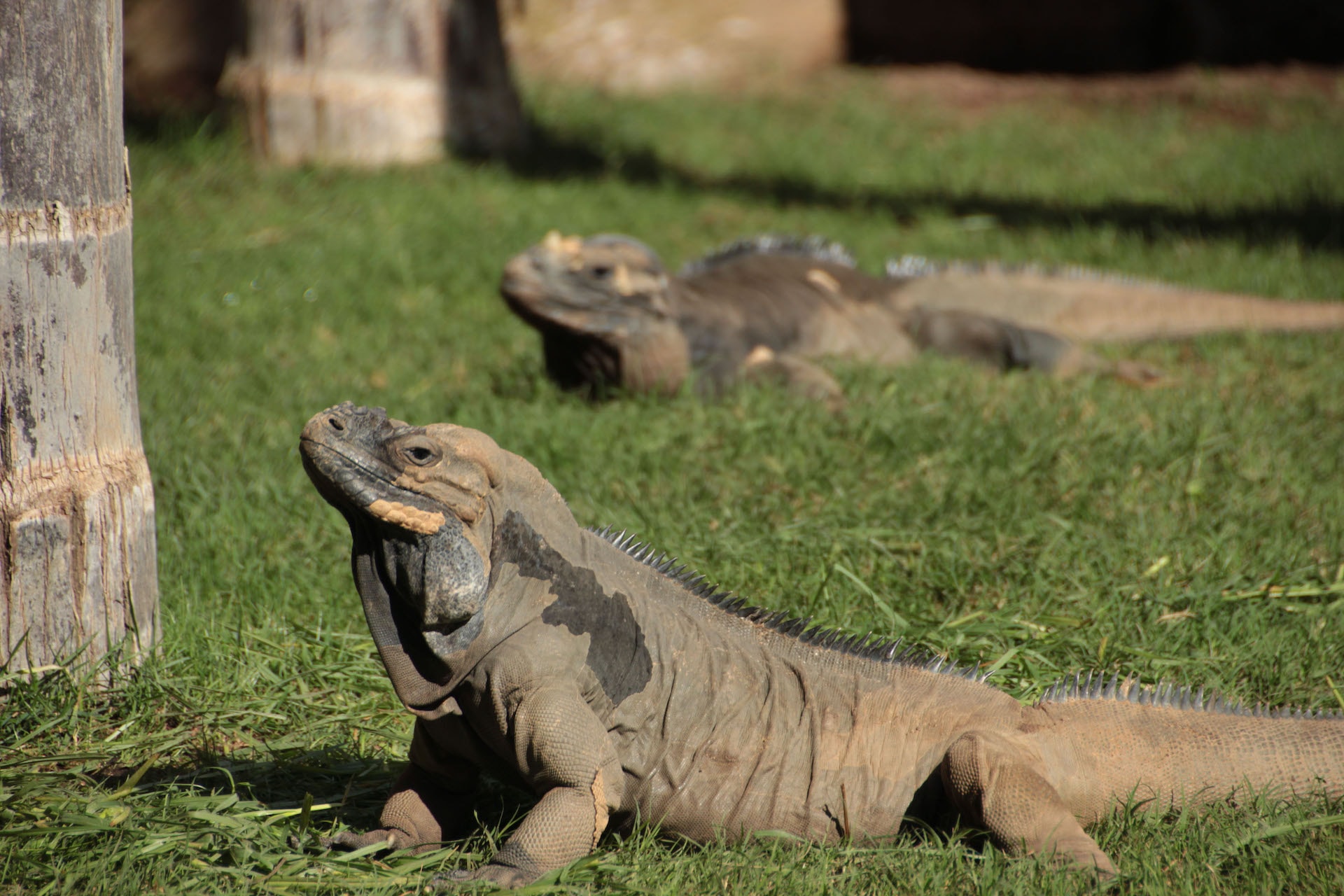 IGUANA RINOCERONTE6