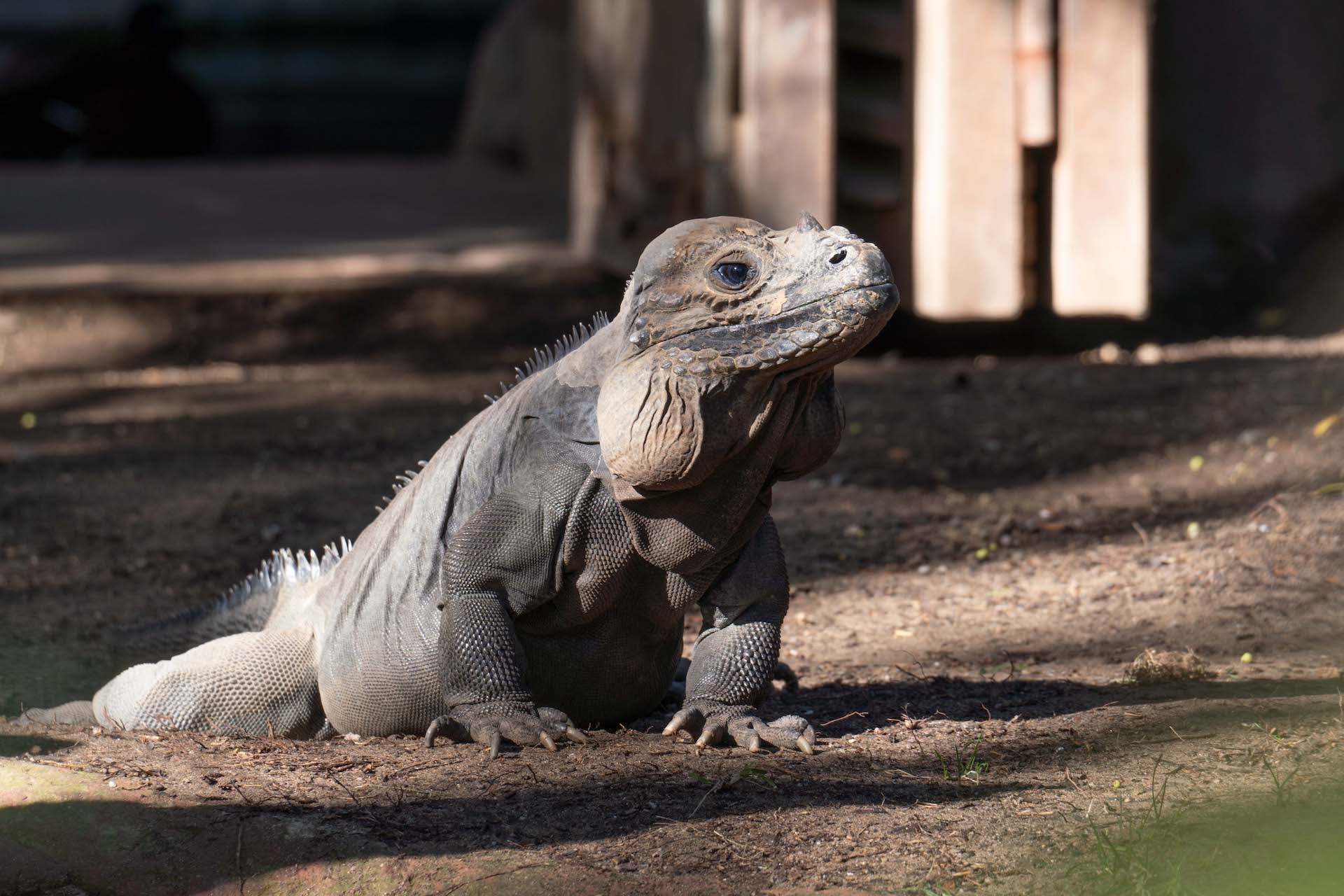 IGUANA RINOCERONTE7