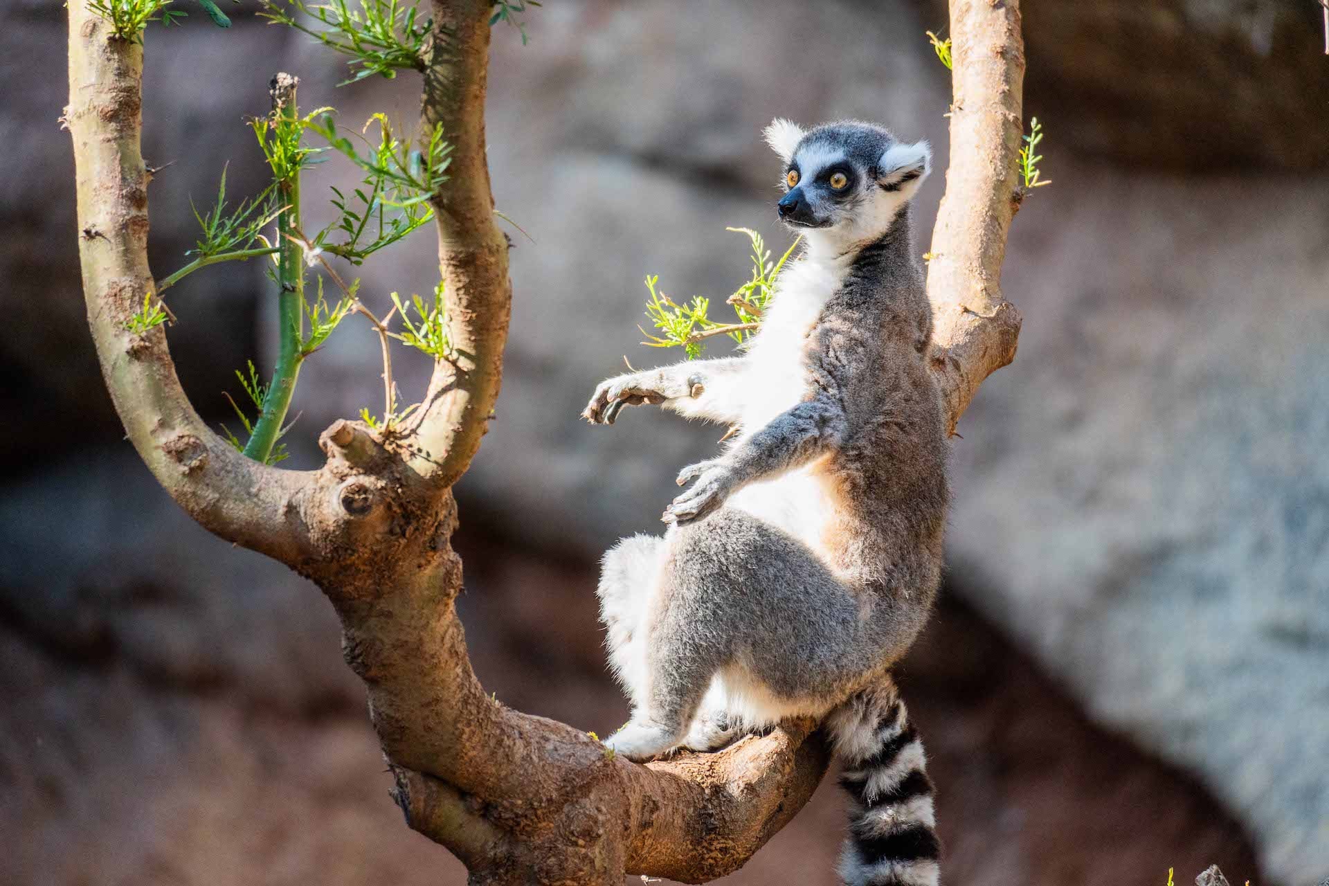 LEMUR DE COLA ANILLADA2