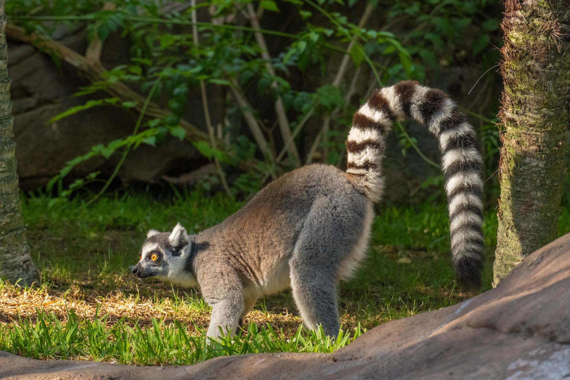 LEMUR DE COLA ANILLADAcola anillada_2