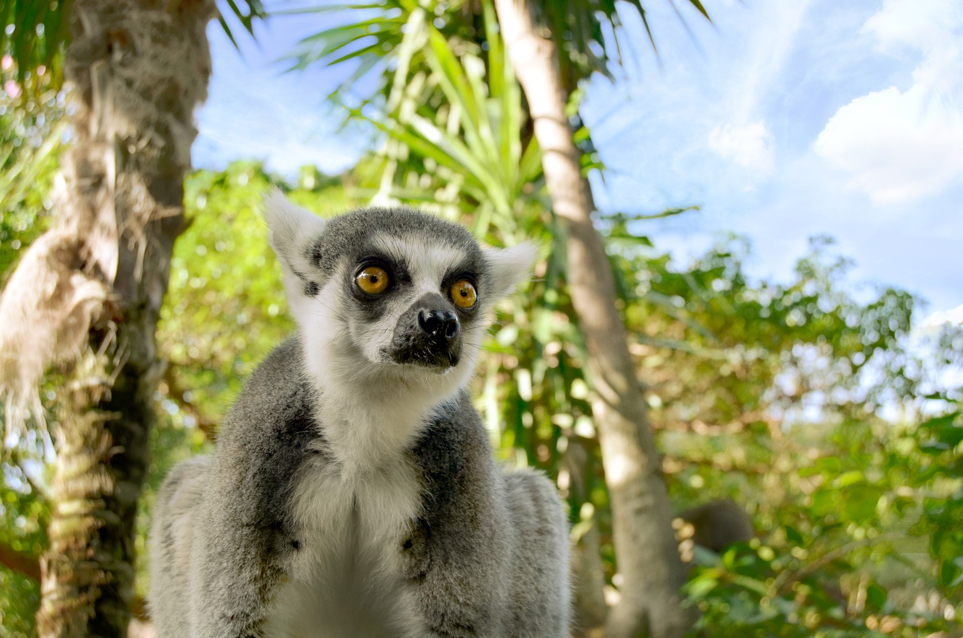 LEMUR DE COLA ANILLADAlemurcolaanillada-bioparcfuengirola