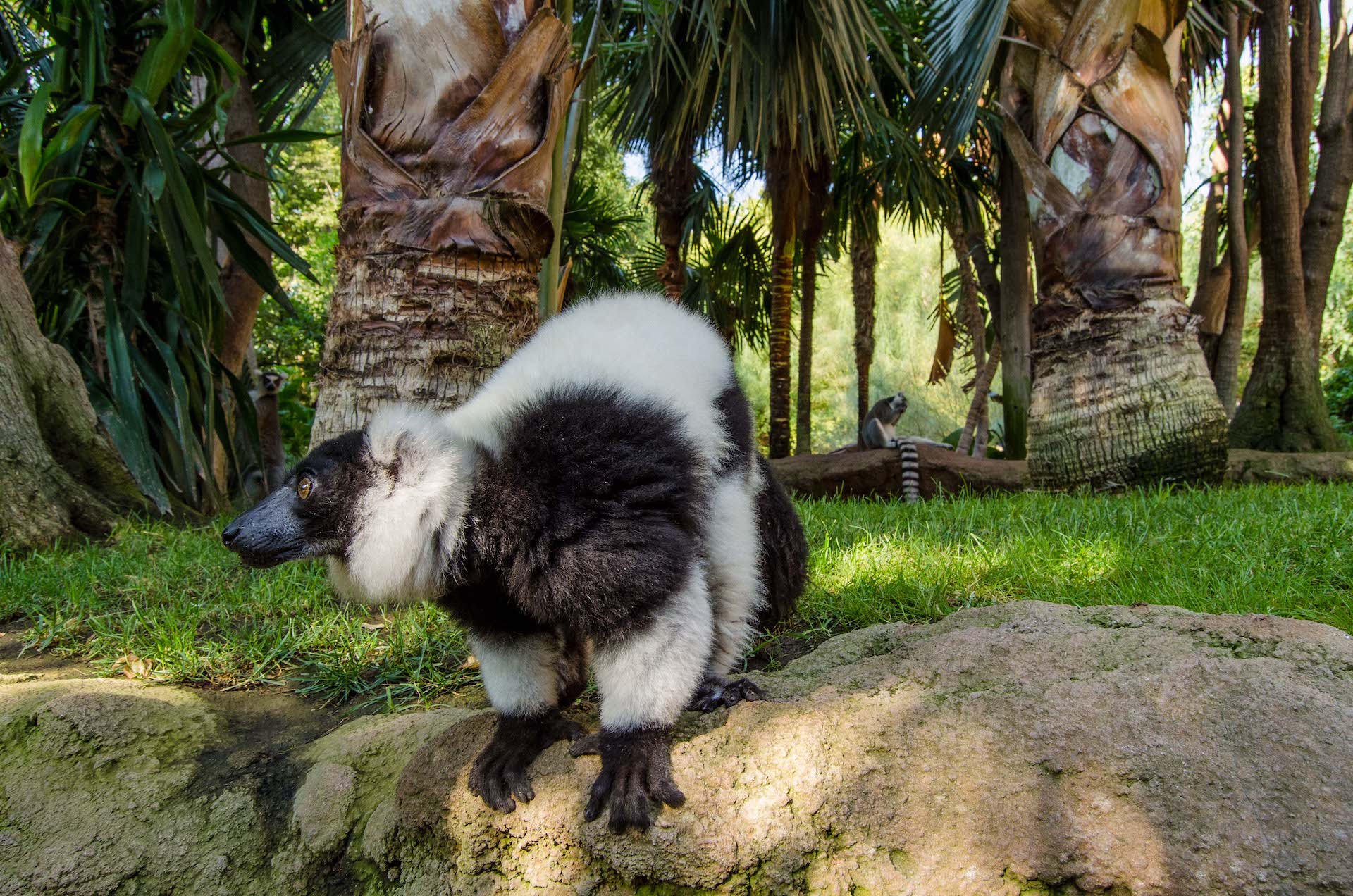 LEMUR DE COLLAR BLANQUINEGRO2