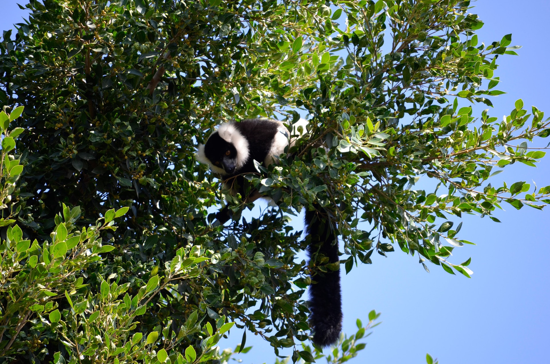 LEMUR DE COLLAR BLANQUINEGRO3