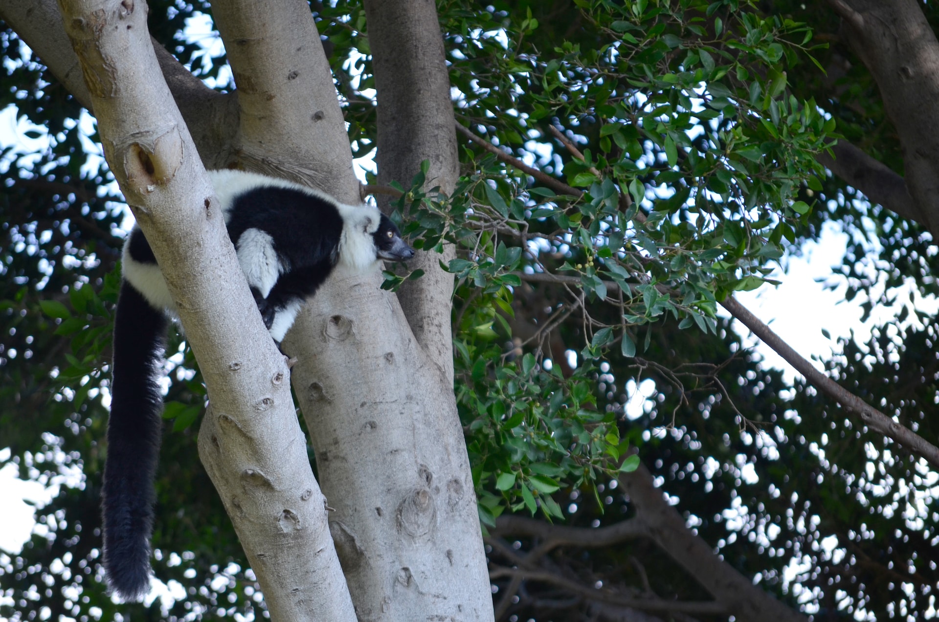 LEMUR DE COLLAR BLANQUINEGRO4