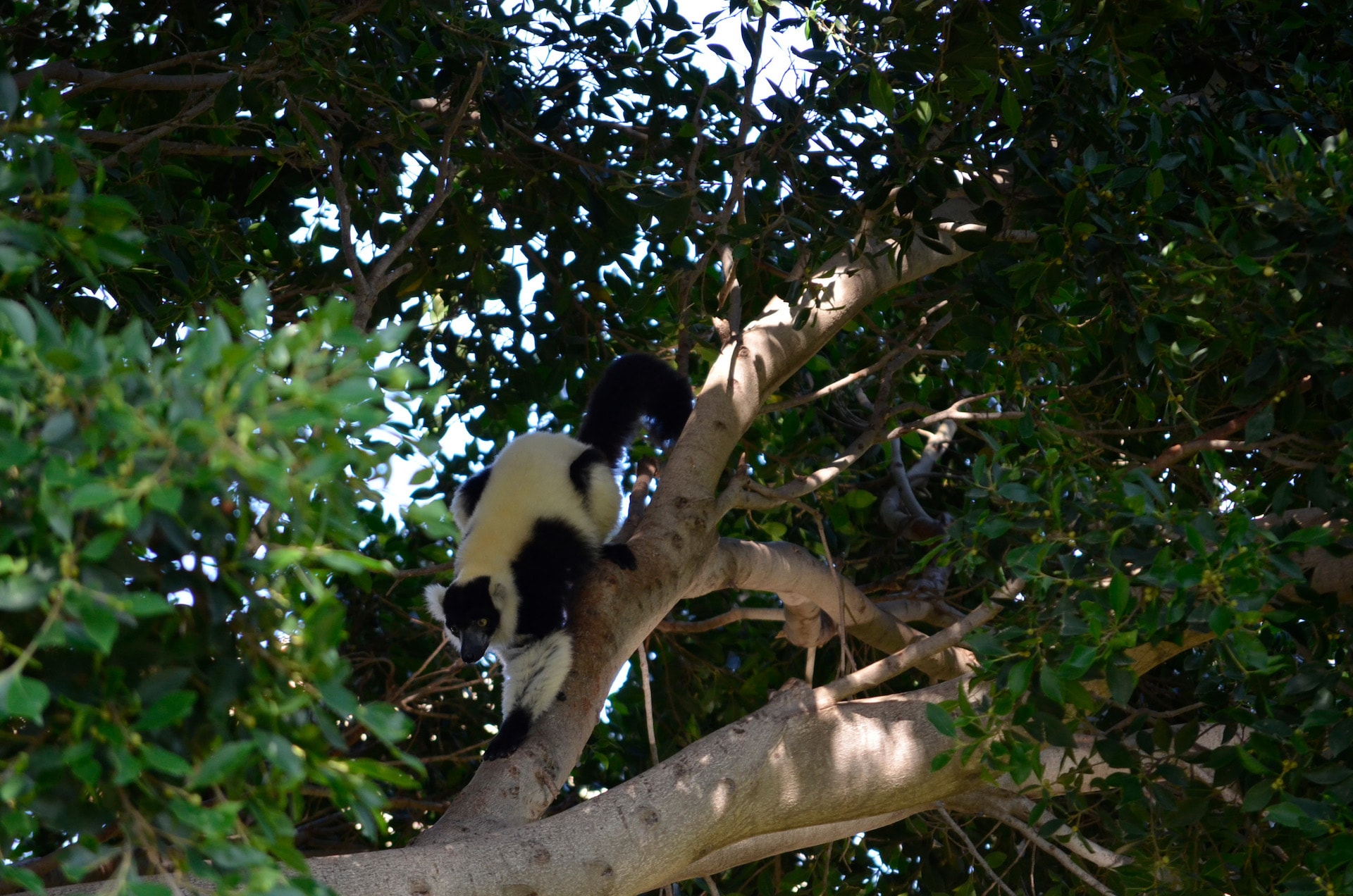 LEMUR DE COLLAR BLANQUINEGRO5