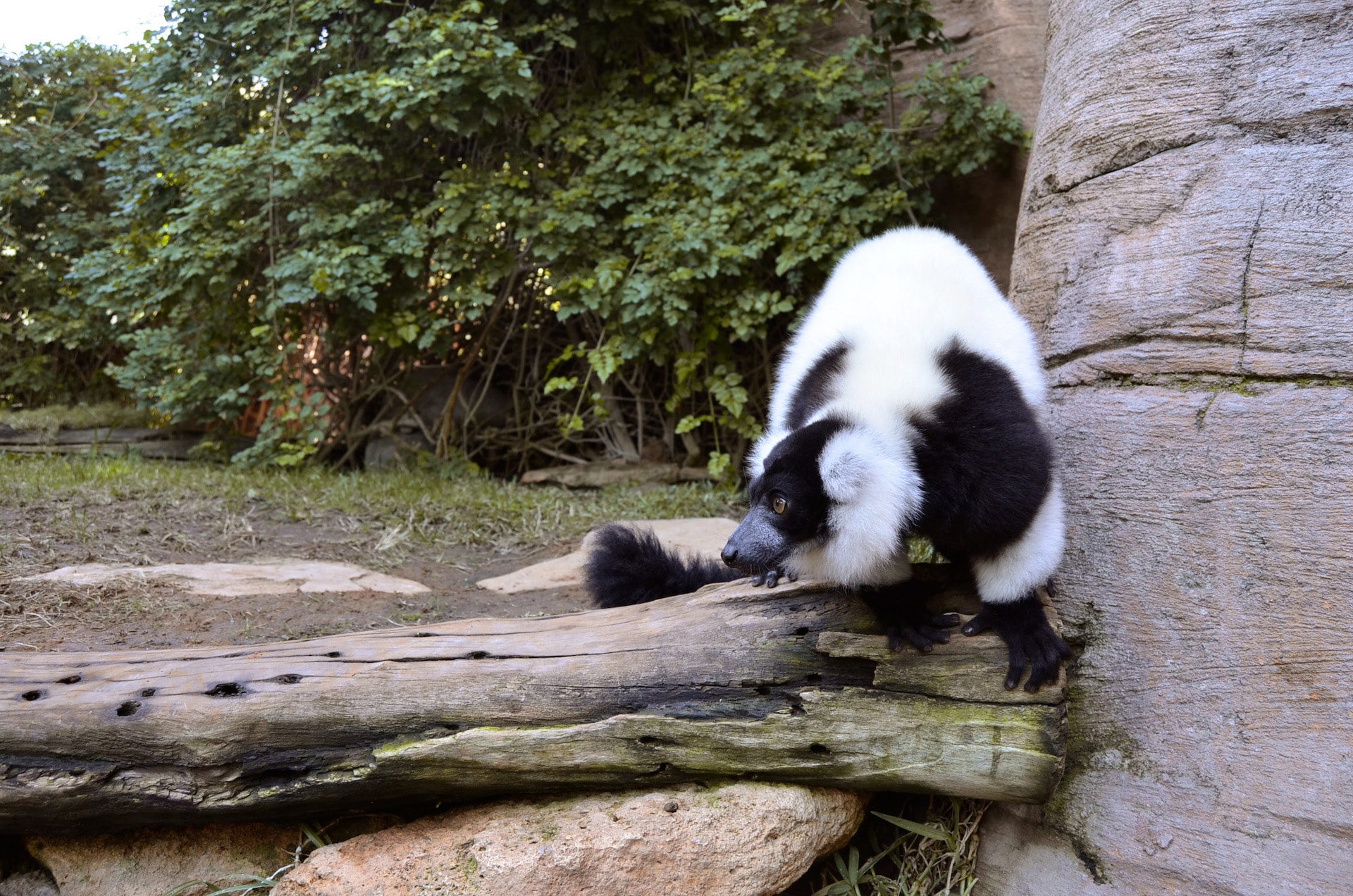 LEMUR DE COLLAR BLANQUINEGRO6