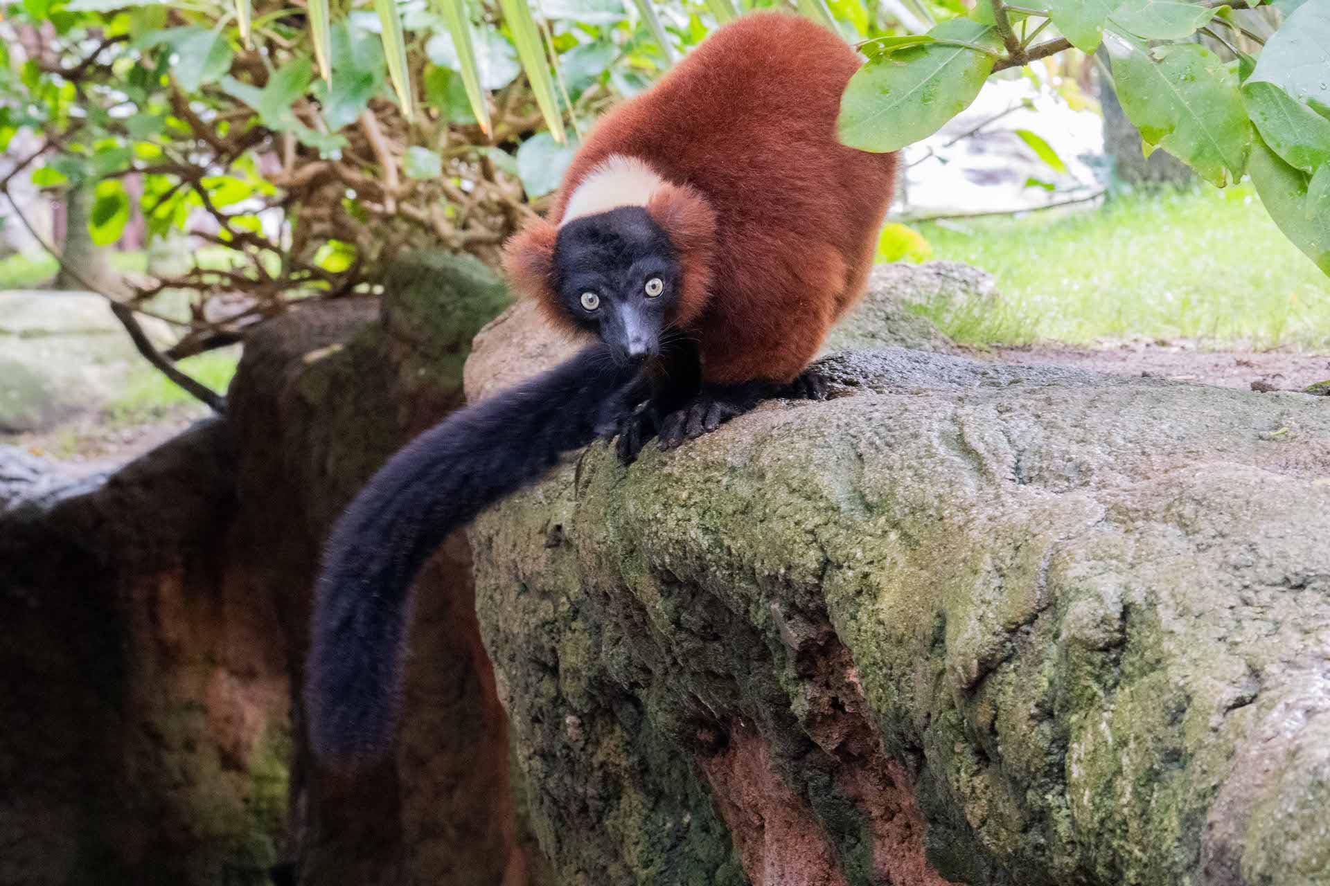 LEMUR DE COLLAR ROJO1