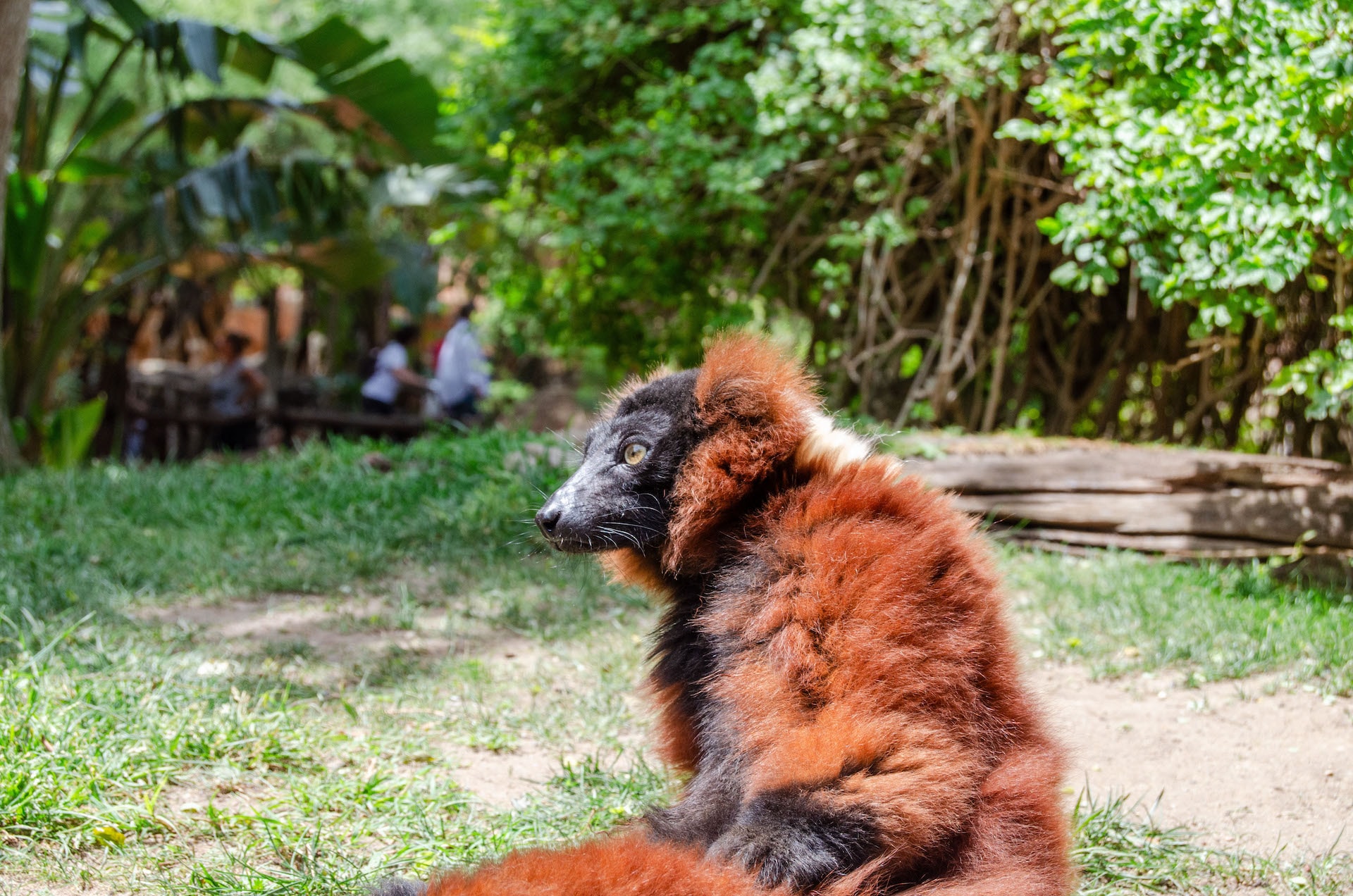 LEMUR DE COLLAR ROJO2