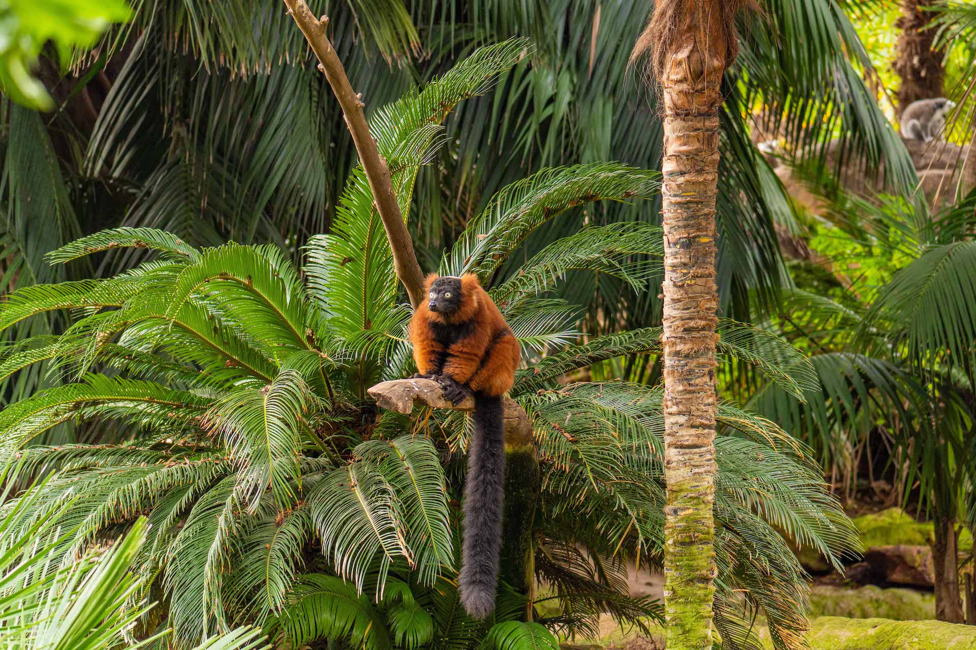 LEMUR DE COLLAR ROJO3