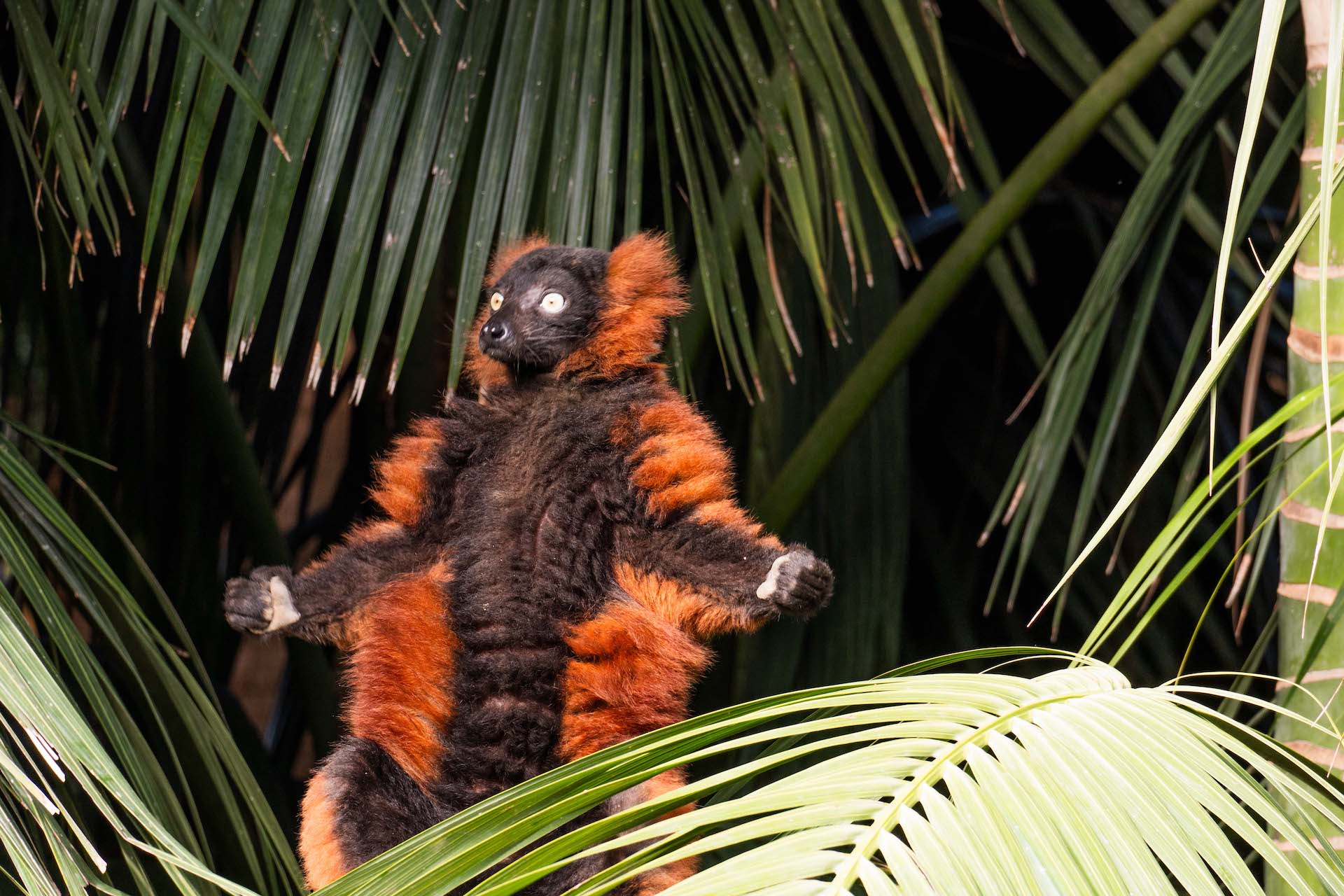 LEMUR DE COLLAR ROJO4