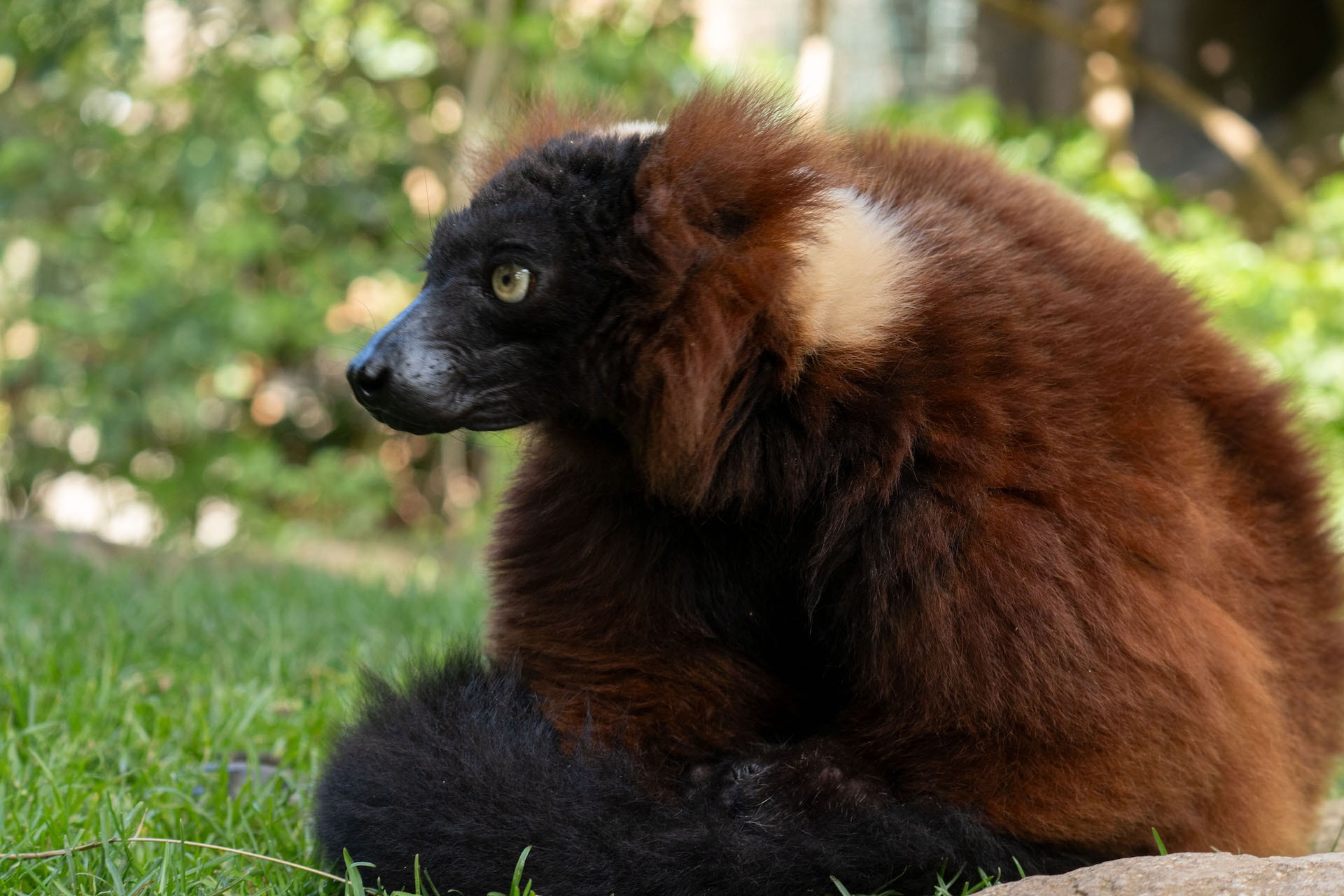 LEMUR DE COLLAR ROJO6