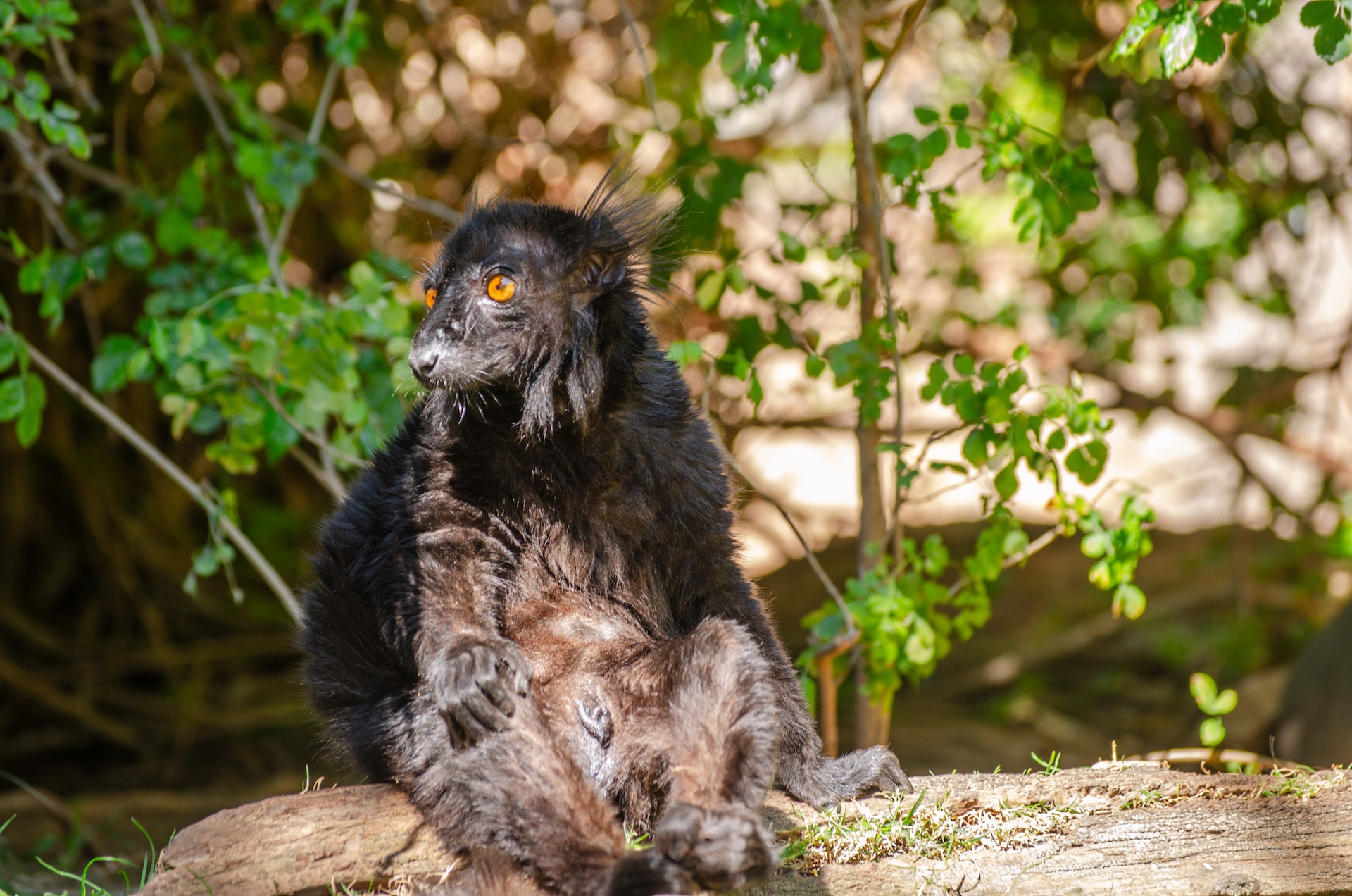 BLACK LEMUR1