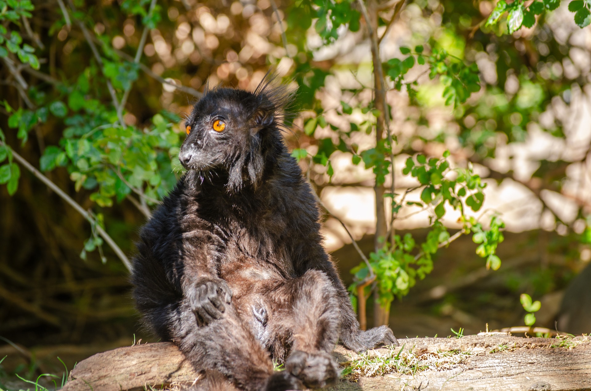 LEMUR NEGRO1