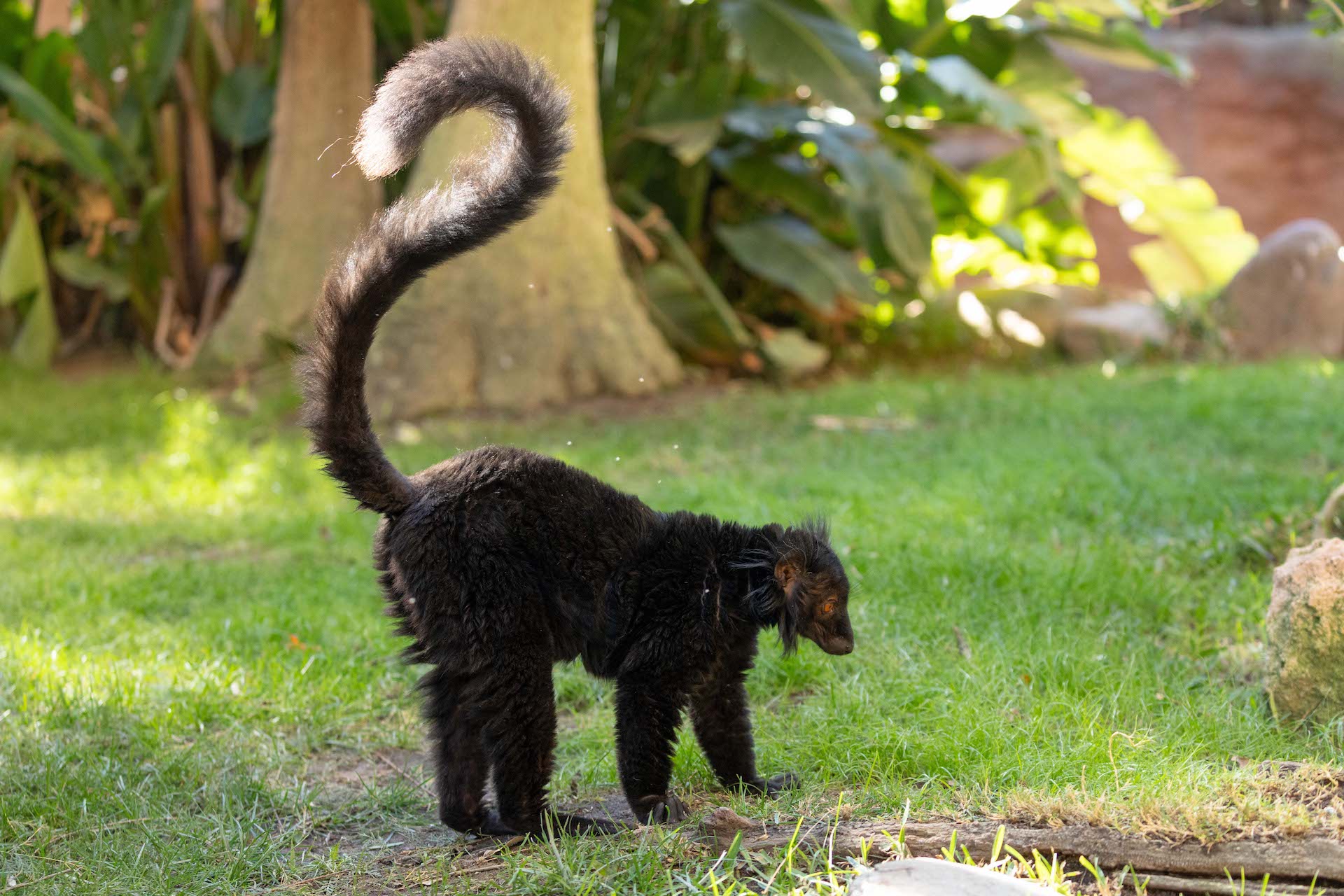 BLACK LEMUR2