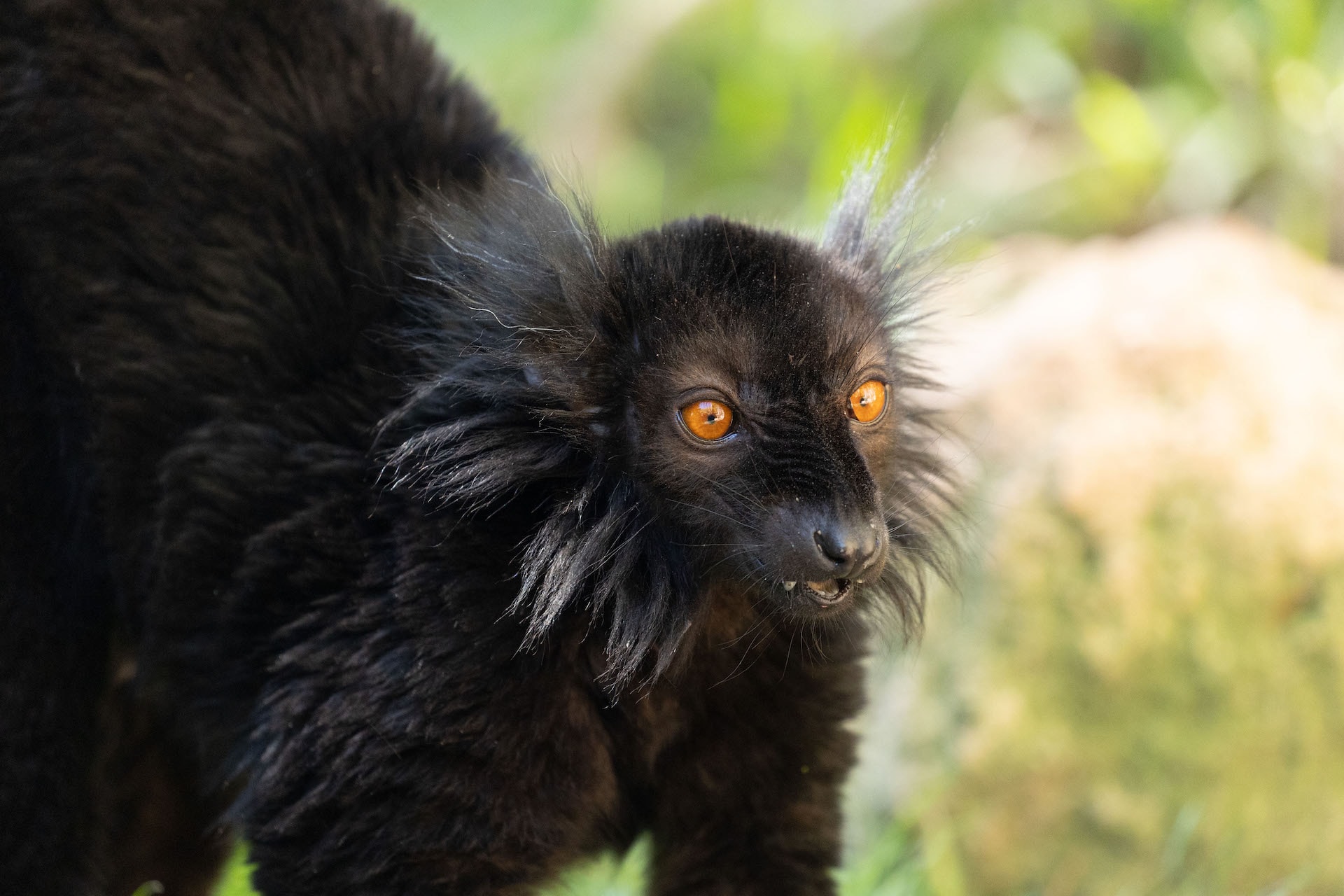 BLACK LEMUR3