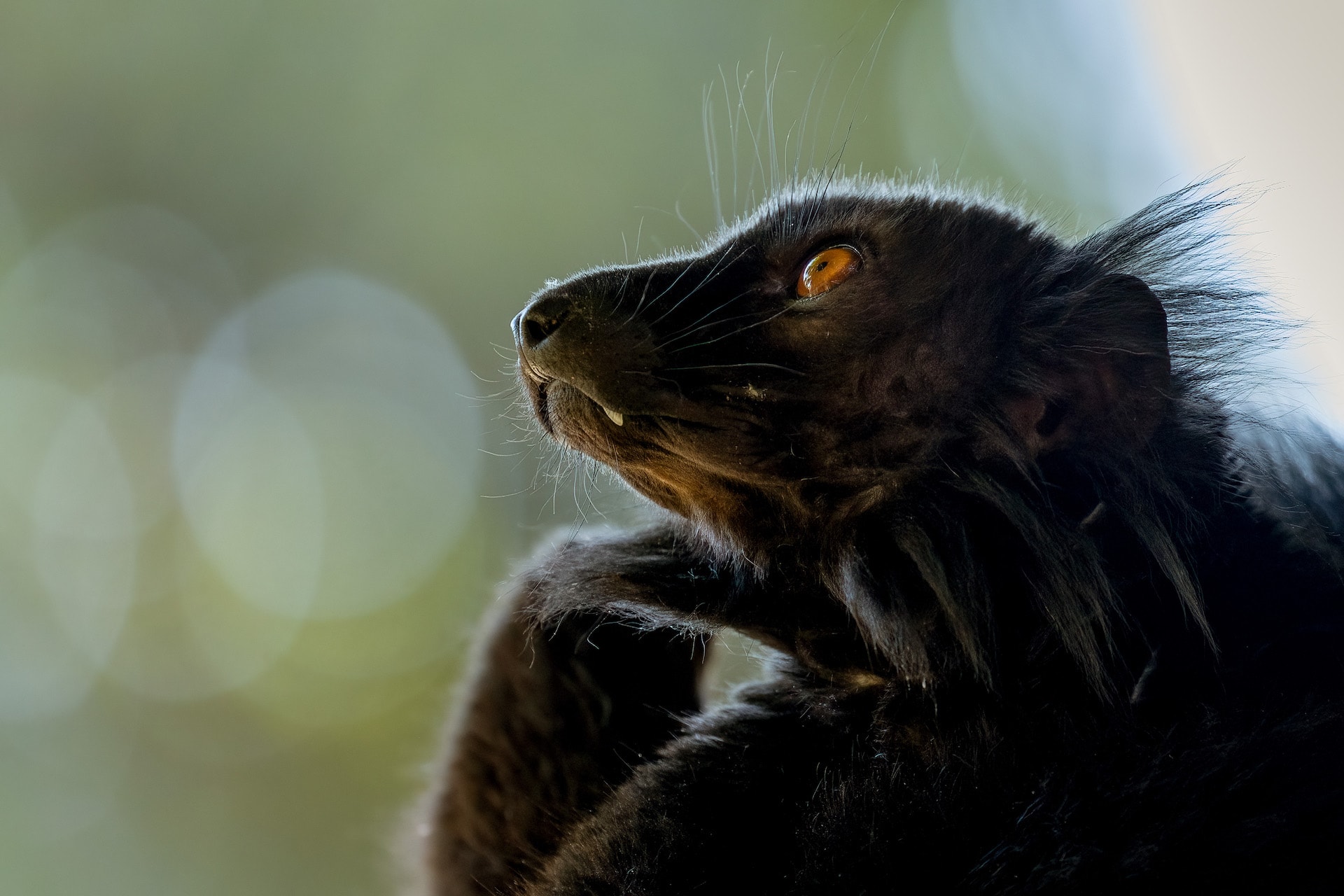 BLACK LEMUR4
