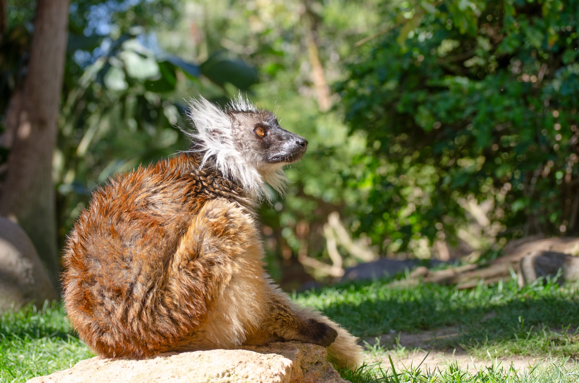 LEMUR NEGROlemur negro-hembra