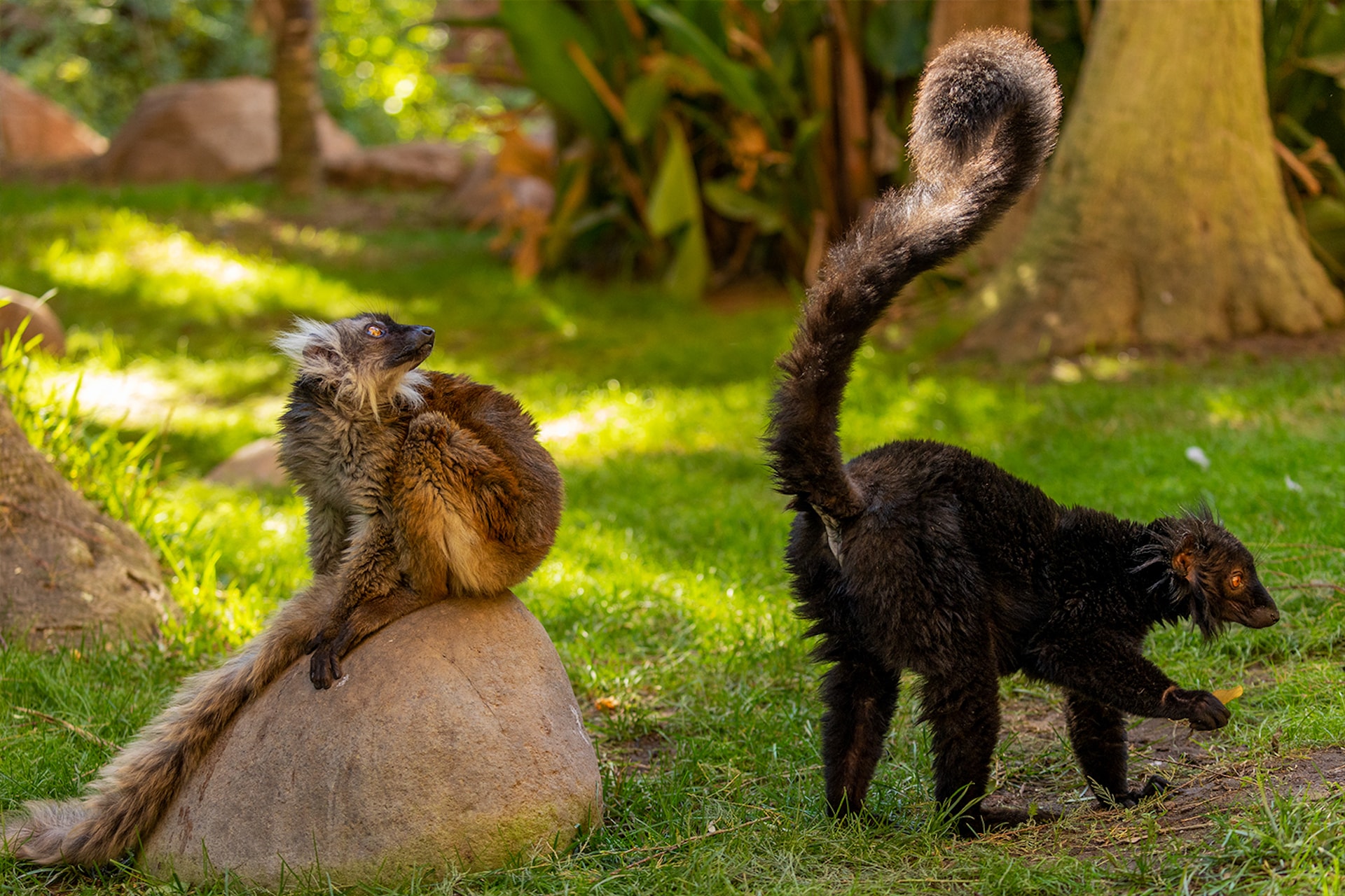 LEMUR NEGROlemur negro