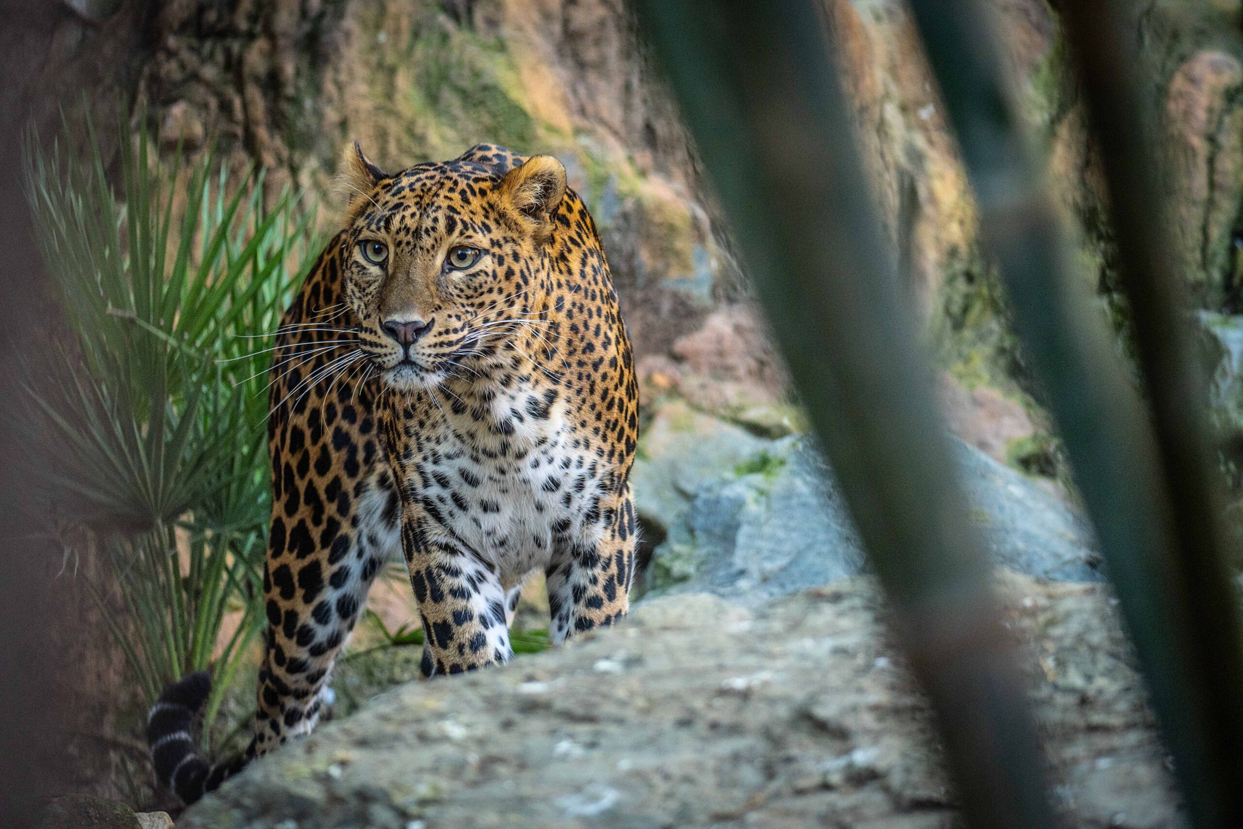 LEOPARDO SRI LANKAOkanda hembra bioparc fuengirola 2024 (2)