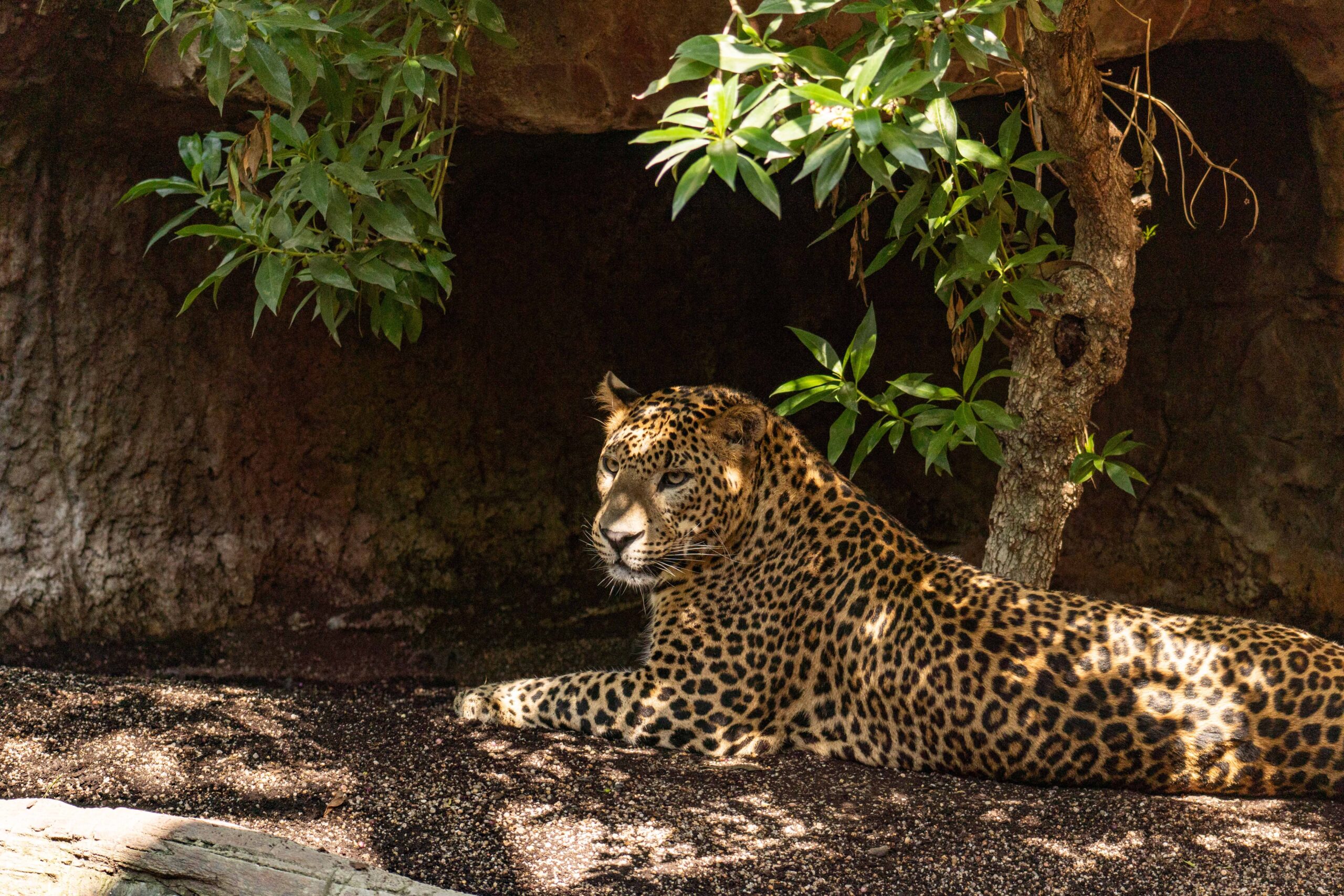 LEOPARDO SRI LANKAUda macho bioparc fuengirola 2024 (2)