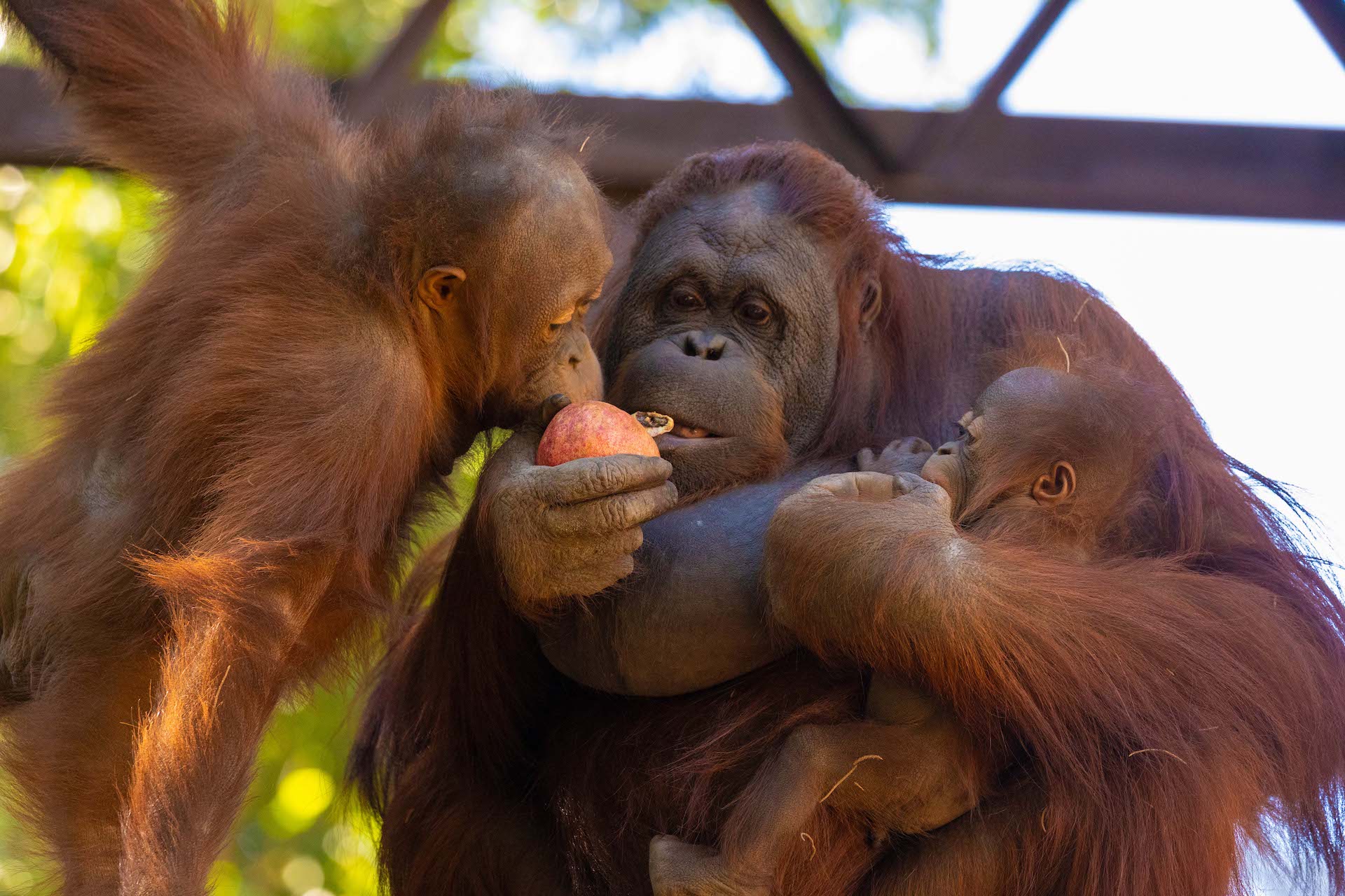 ORANGUTAN DE BORNEO2