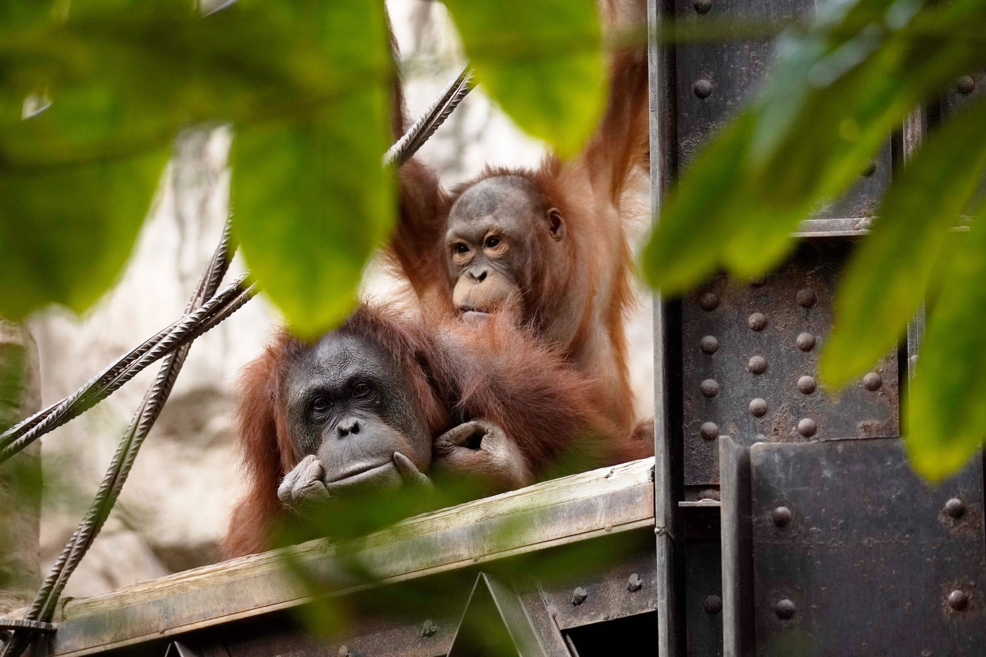 ORANGUTAN DE BORNEO5