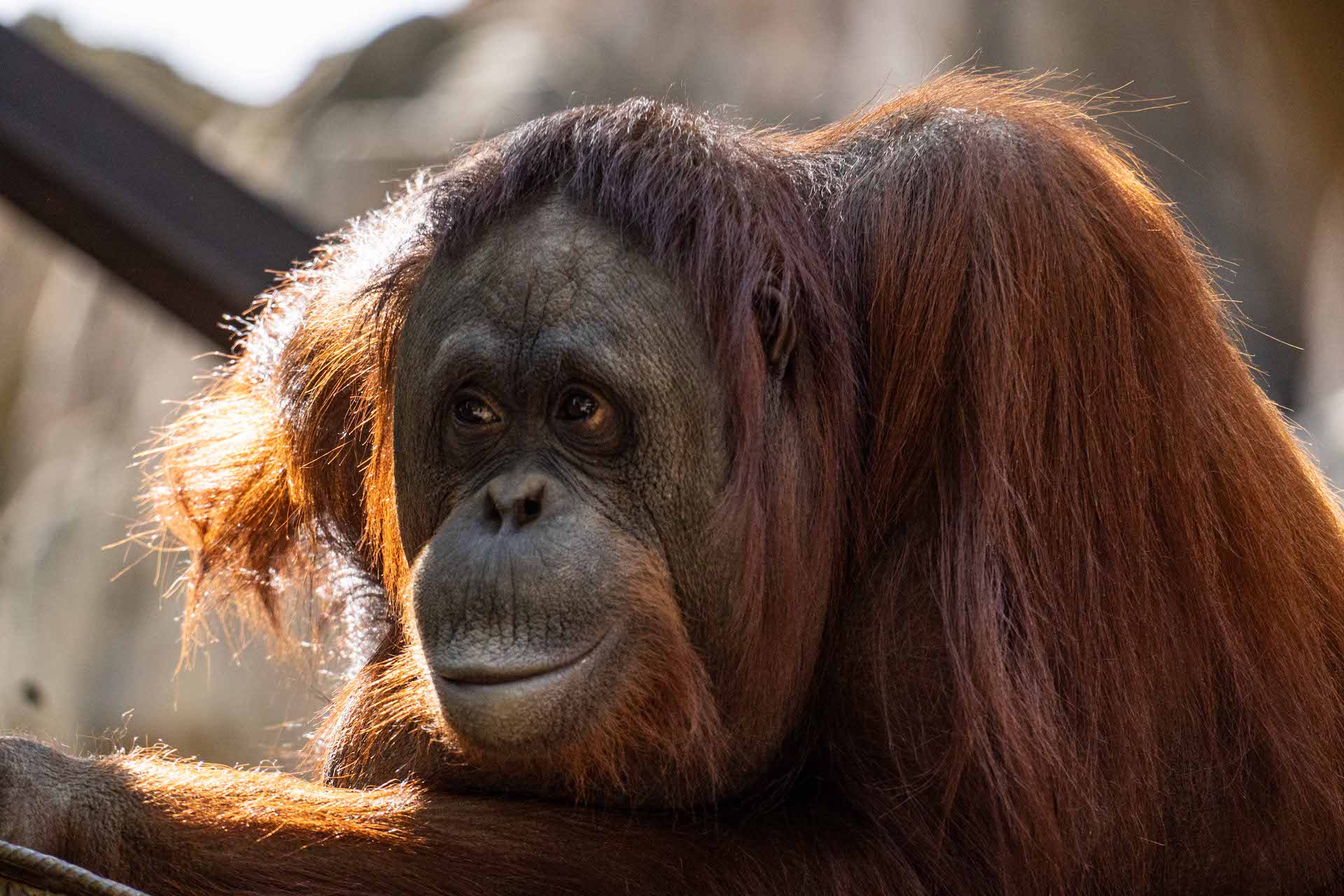 ORANGUTAN DE BORNEO6