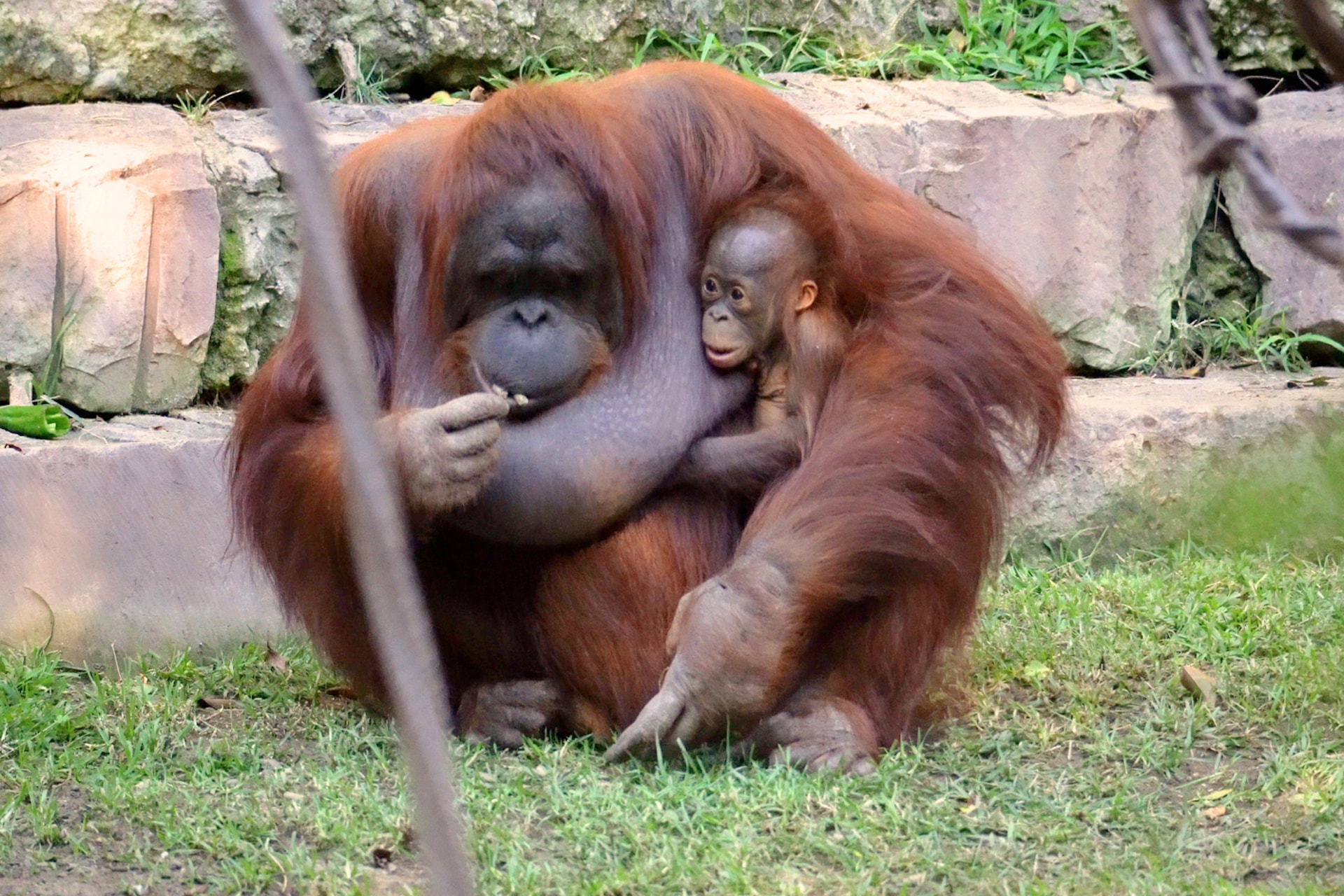 ORANGUTAN DE BORNEOfoto-5