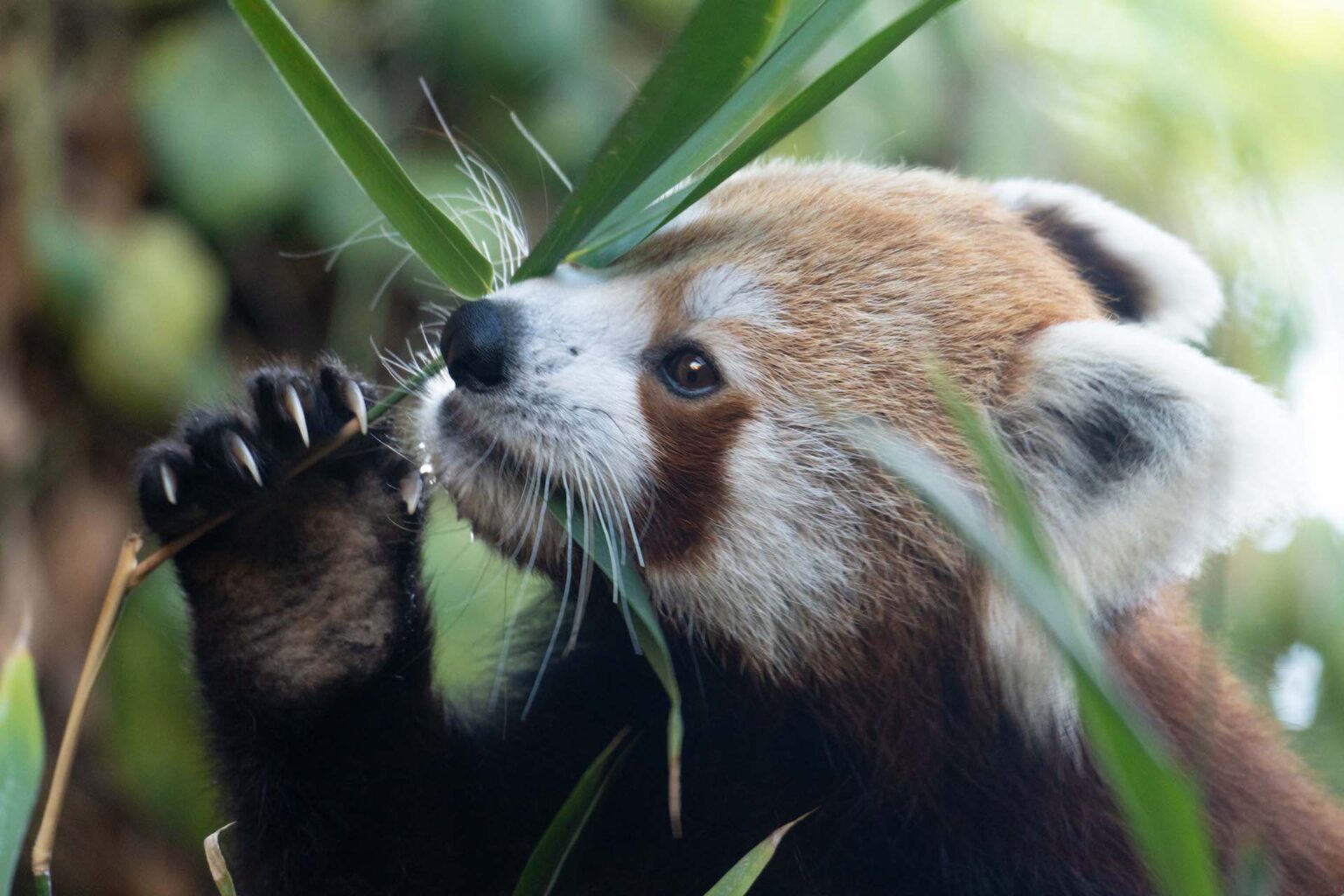 Panda rojo - BIOPARC Fuengirola
