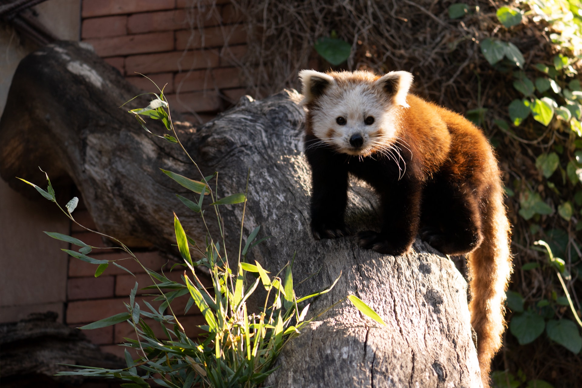 PANDA ROJO5