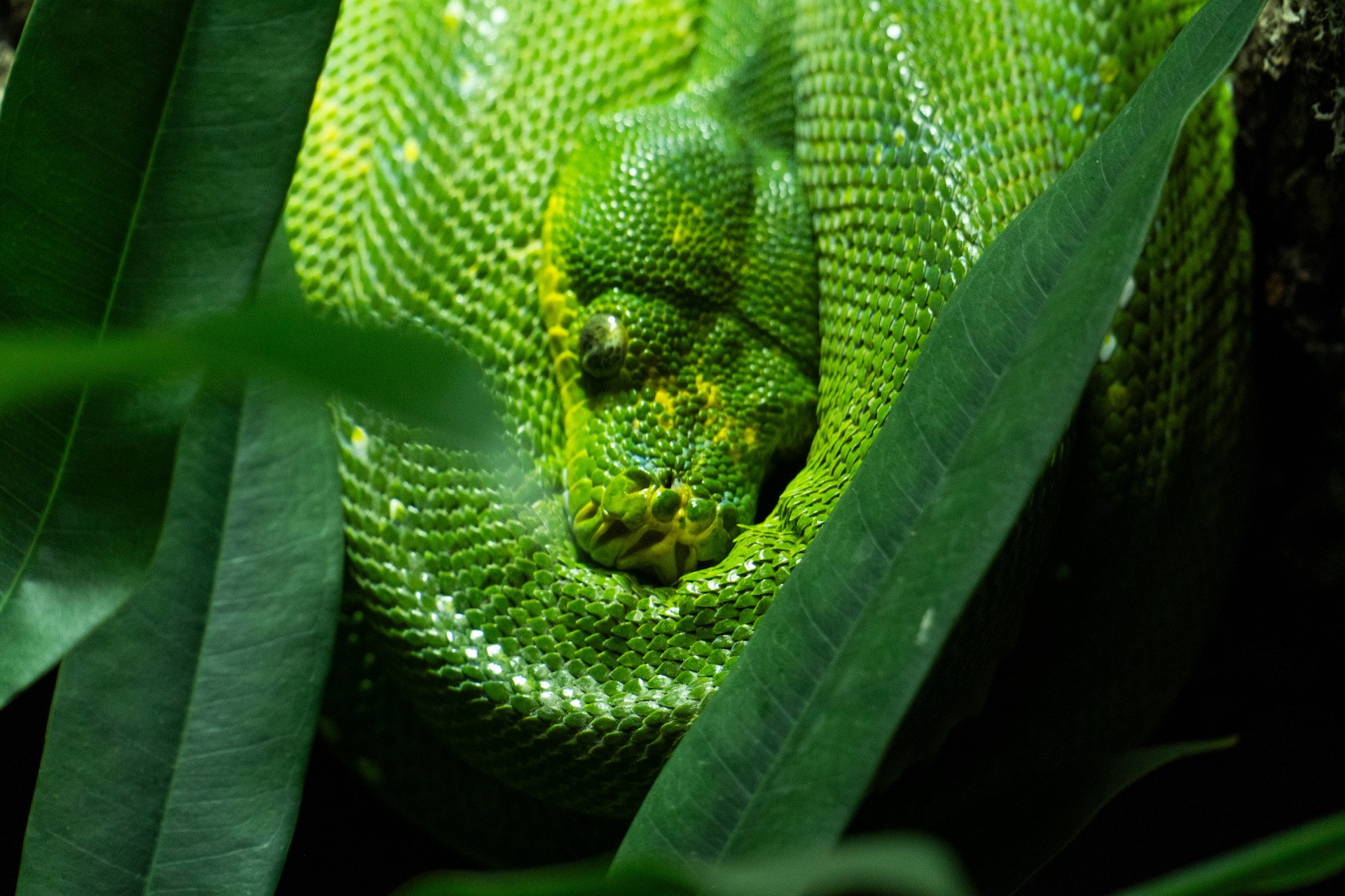 PITON VERDE2