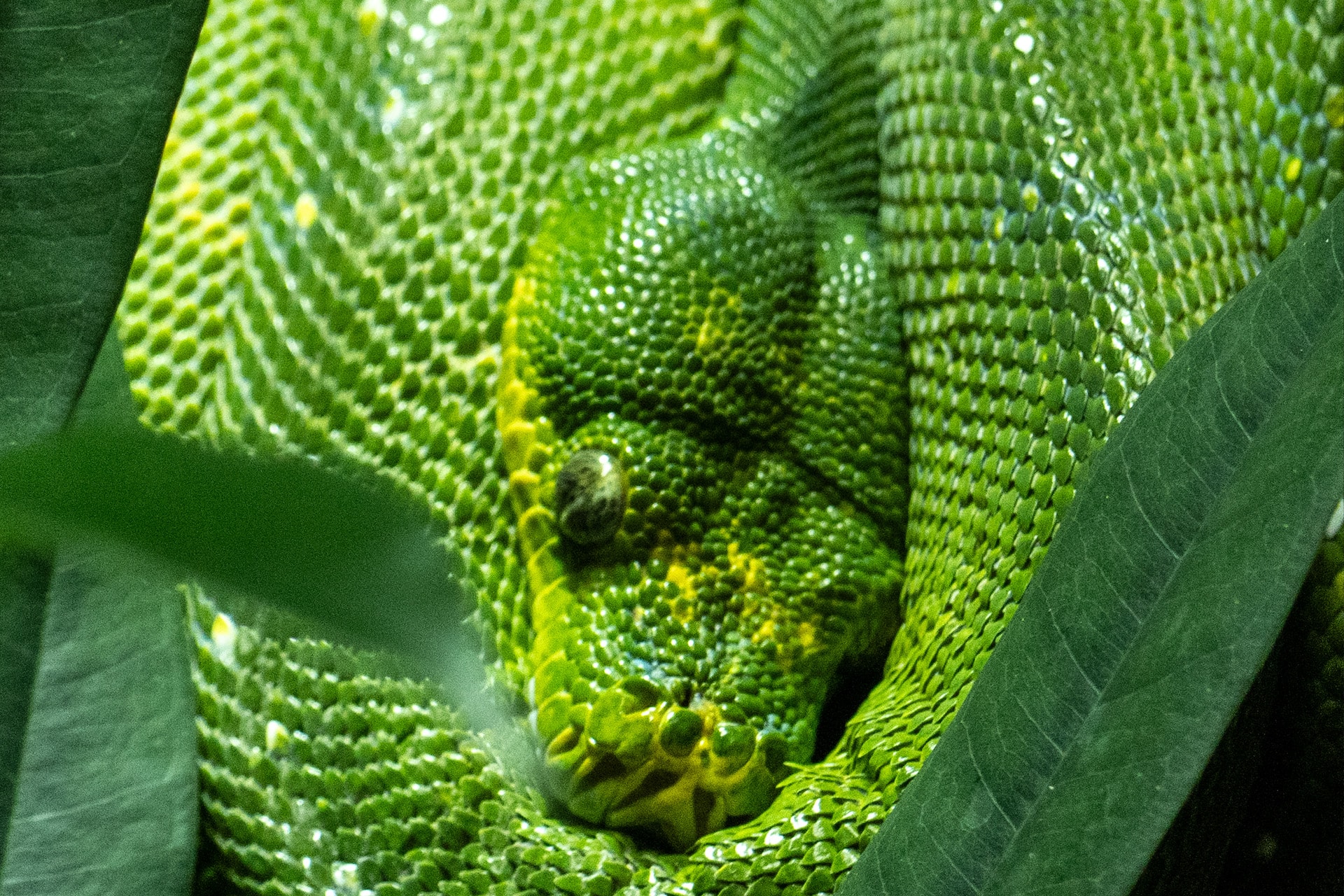 PITON VERDE4