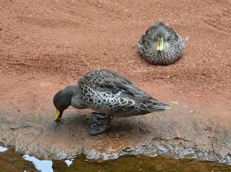 Pato Picolimón 1