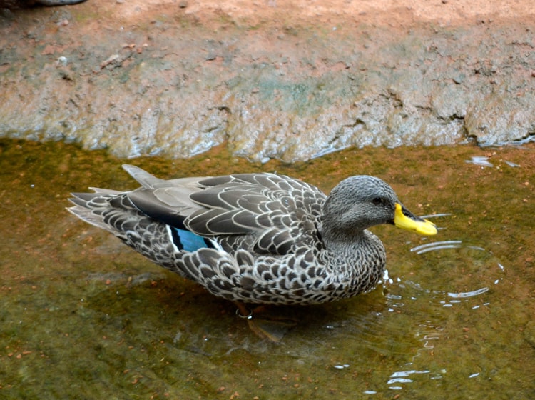 Pato Picolimón 3