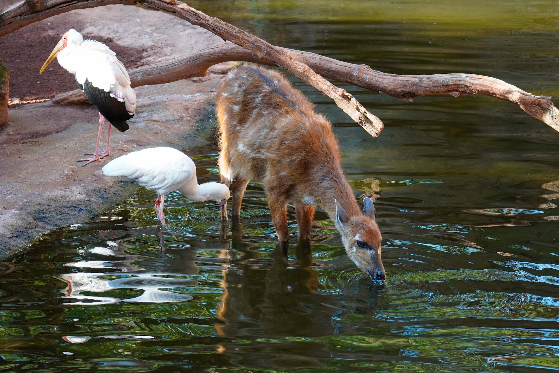 SITATUNGA3