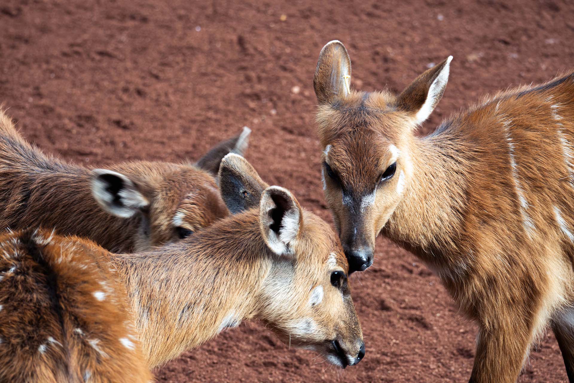 SITATUNGA4