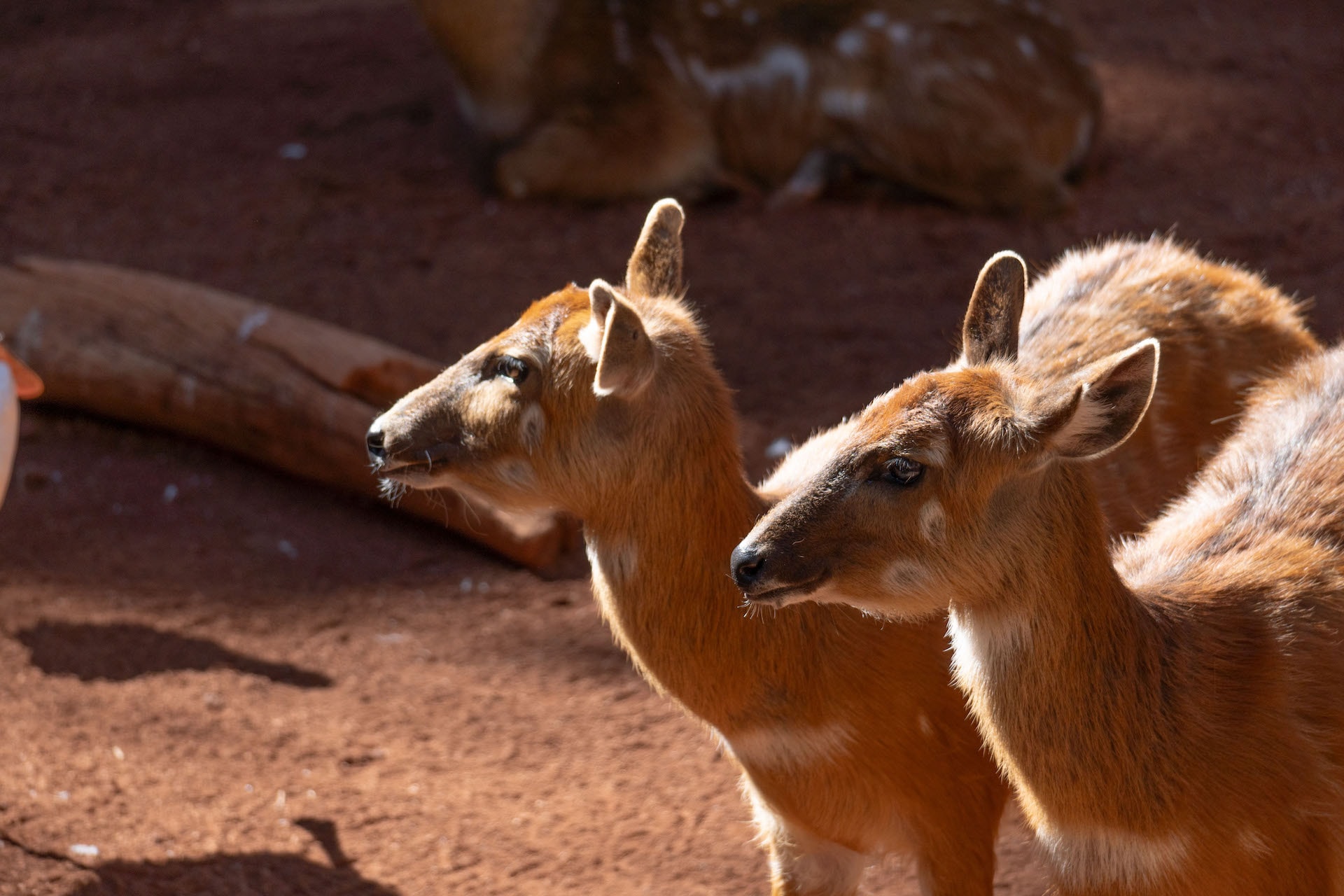 SITATUNGA5