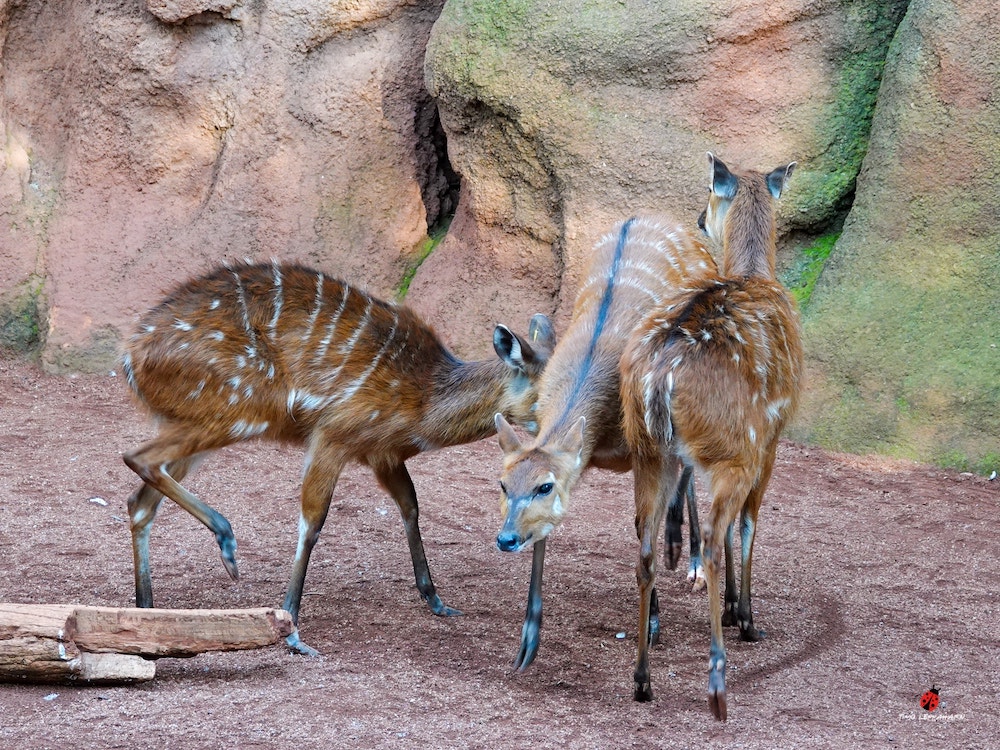 SITATUNGA6