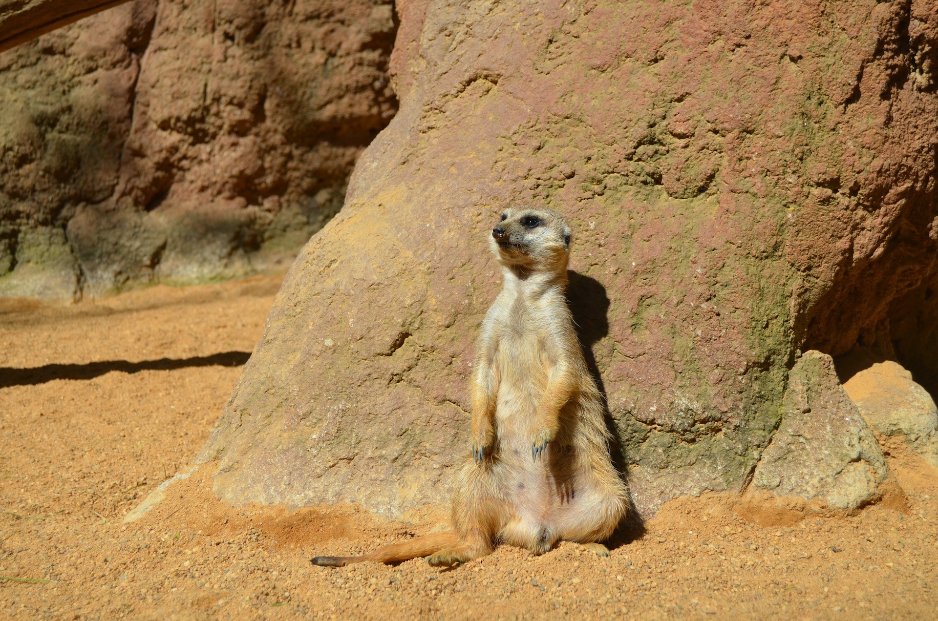 SURICATA1