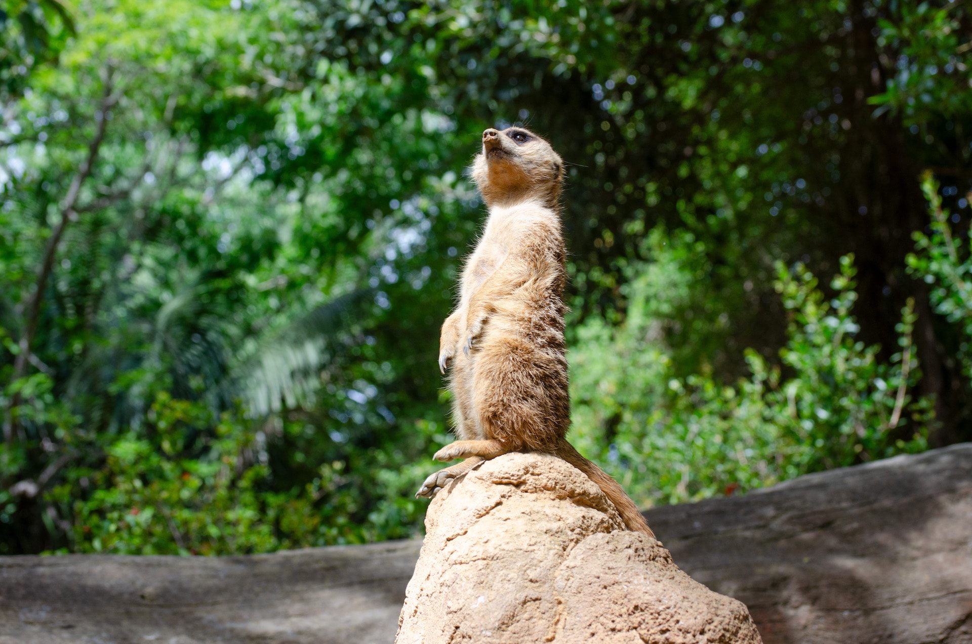 SURICATA2