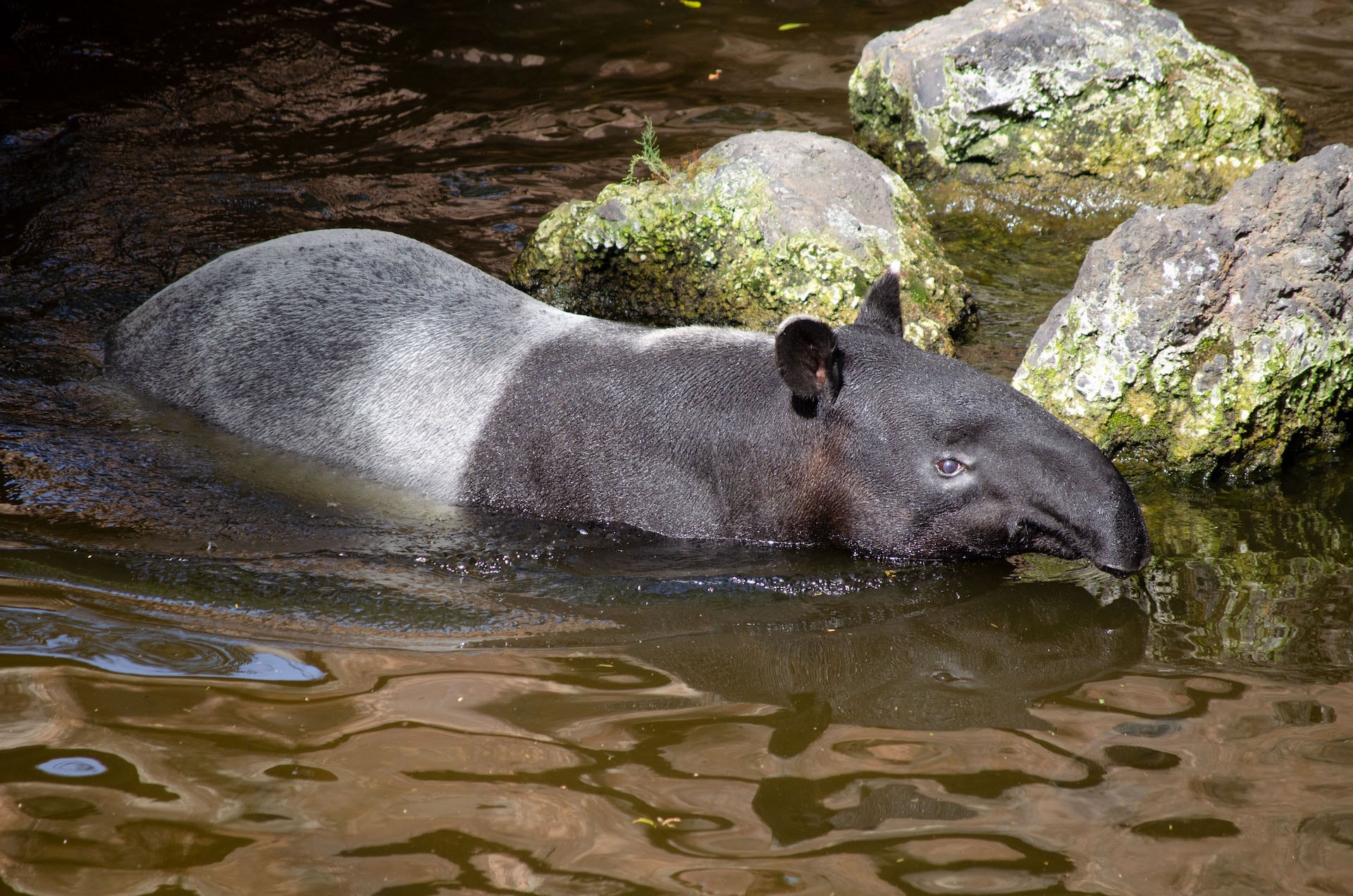 TAPIR2