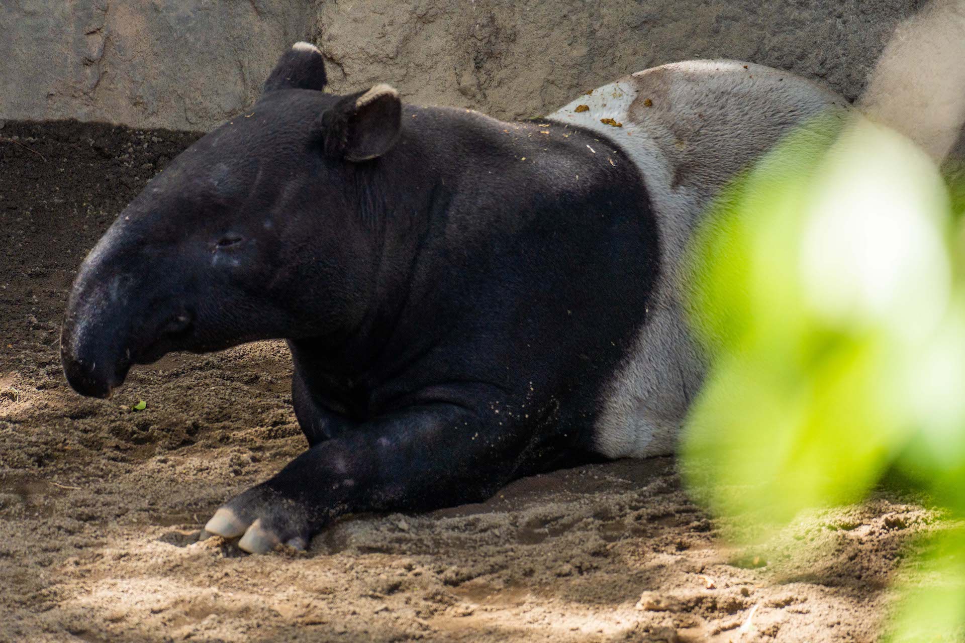 TAPIR4