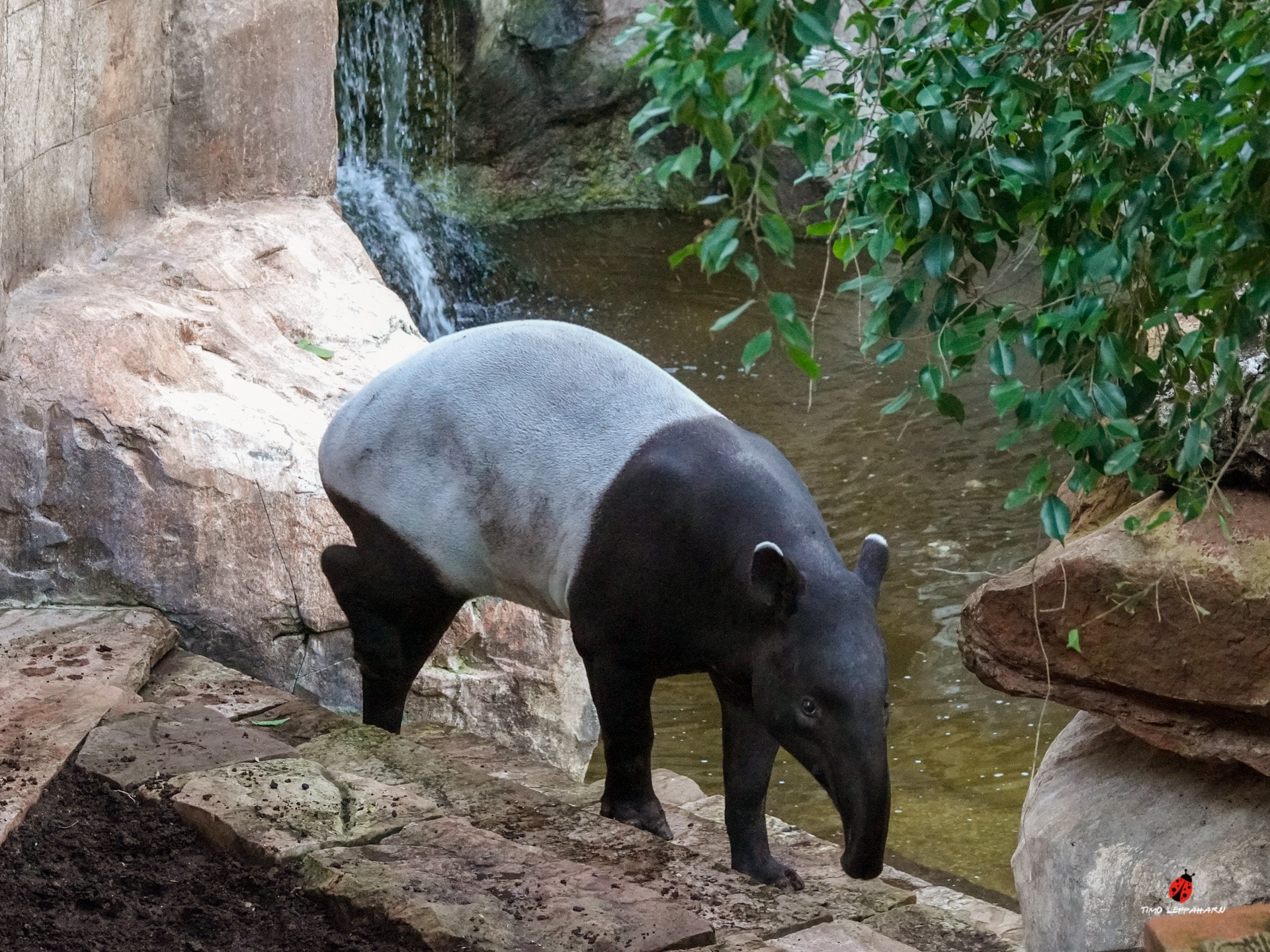 TAPIR5