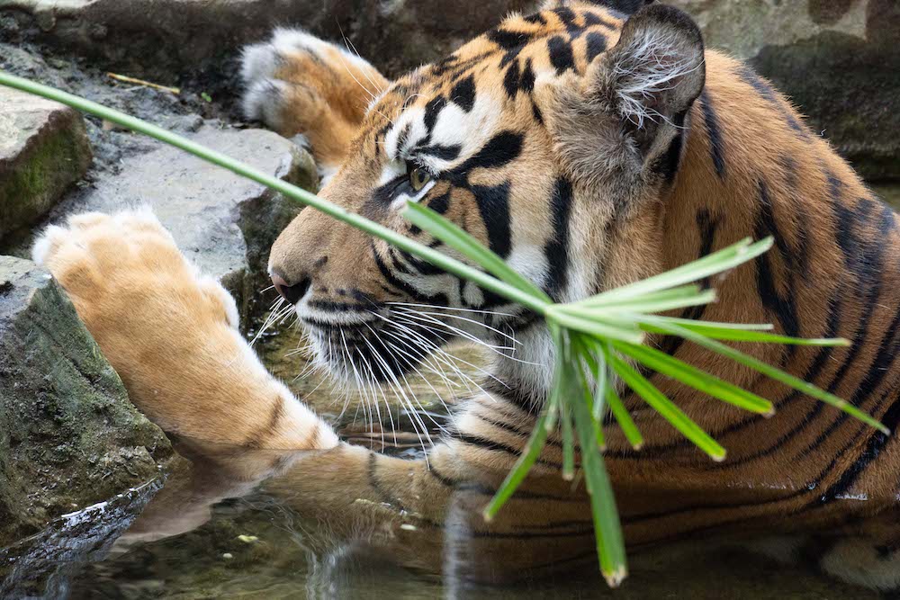 TIGRE DE SUMATRAHEMBRA