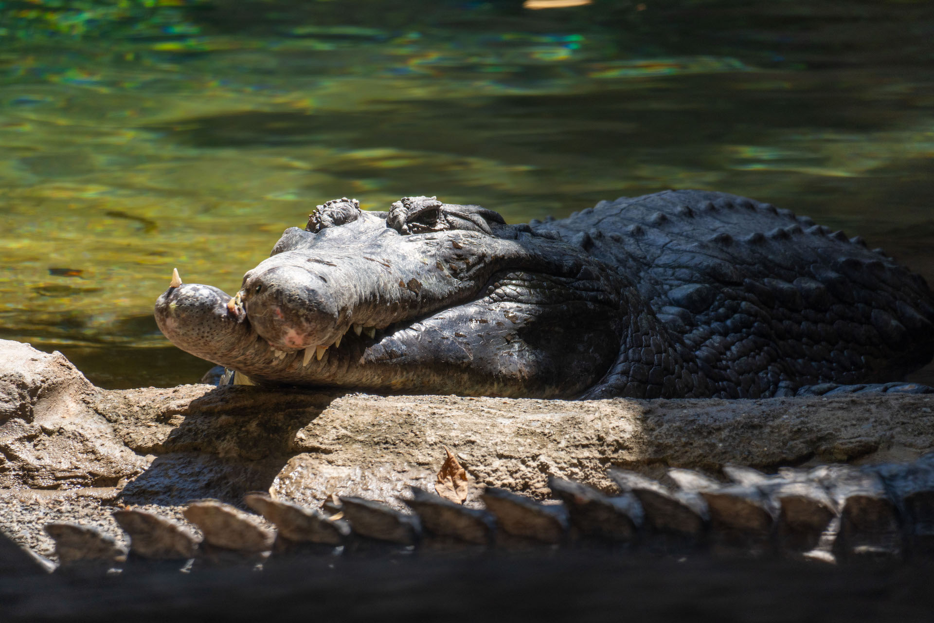 TOMISTOMA2