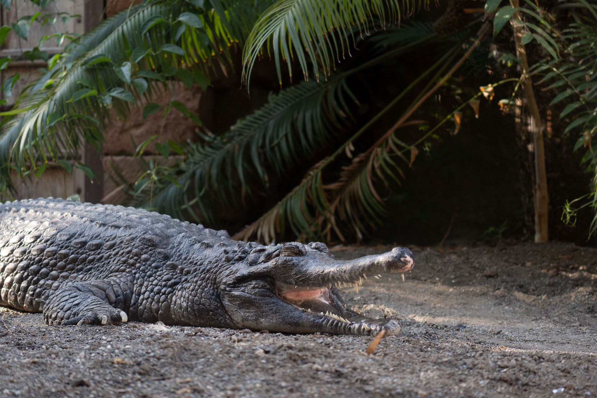 TOMISTOMA3